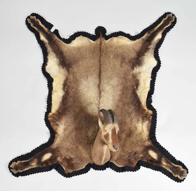 Taxidermy: Nilgiri Tahr (Nilgiritragus hylocrius), dated 1933, by