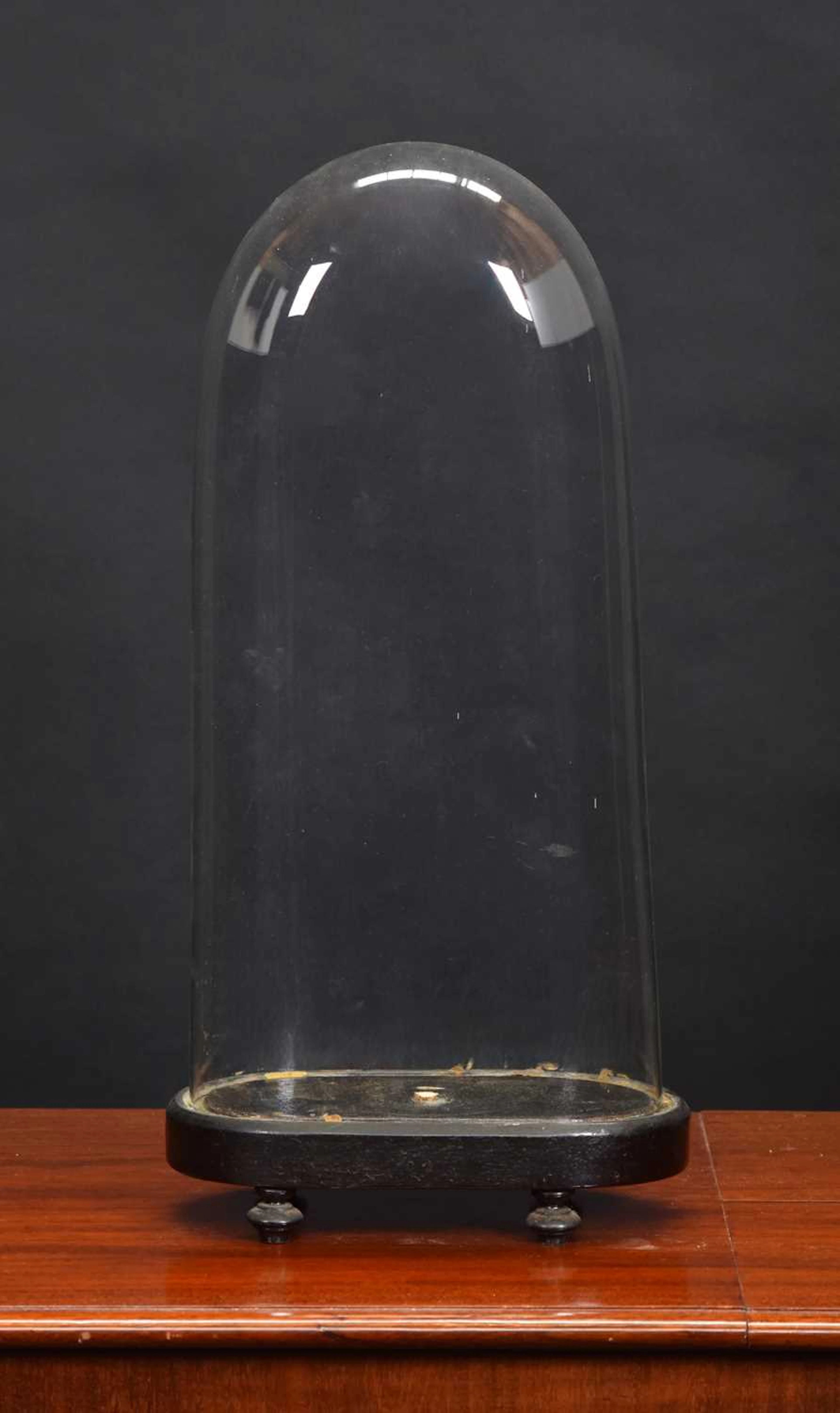 Glass Dome: An Oval Glass Dome