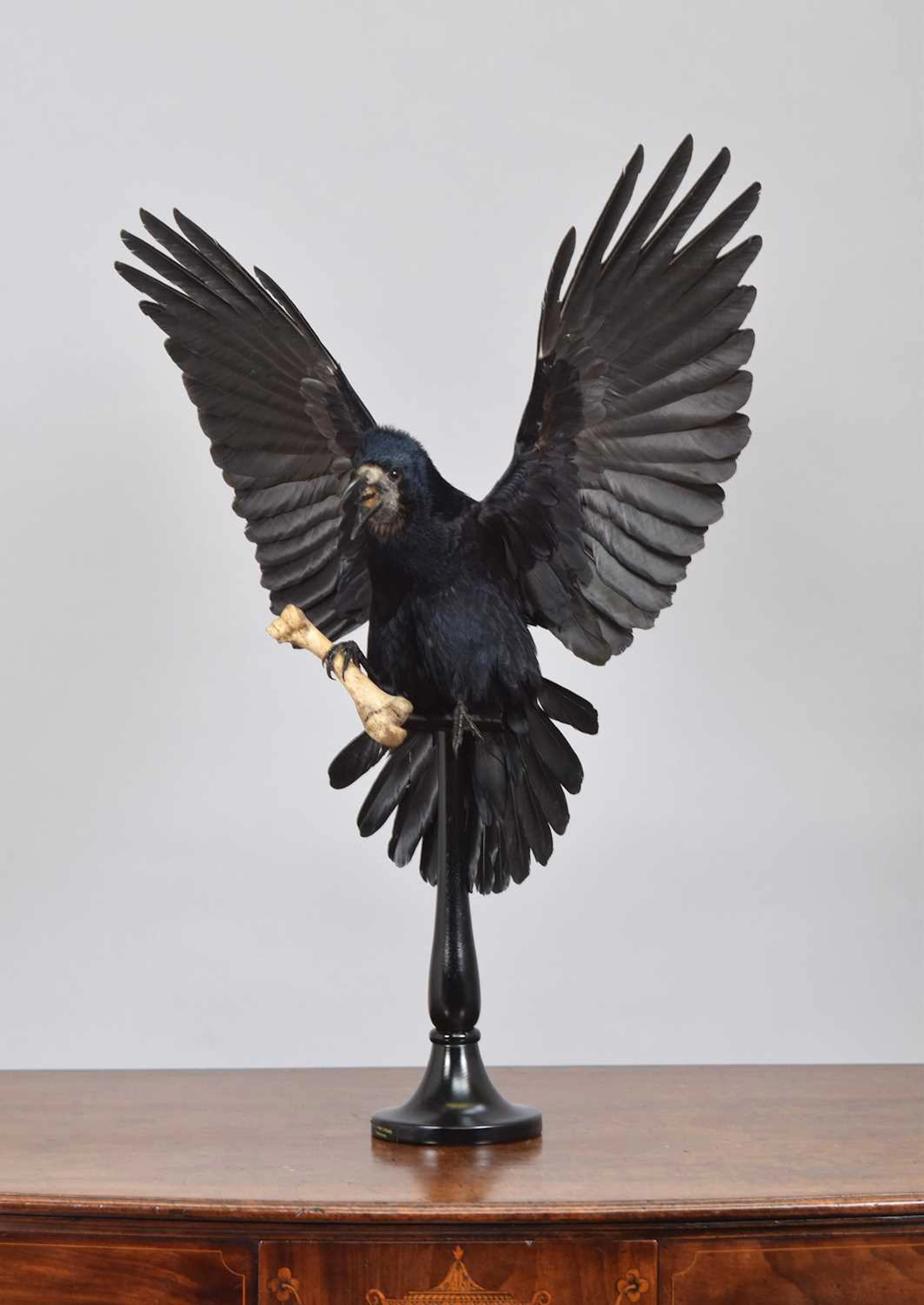 Taxidermy: A Common Rook (Corvus frugilegus), dated 2026, by A.J.