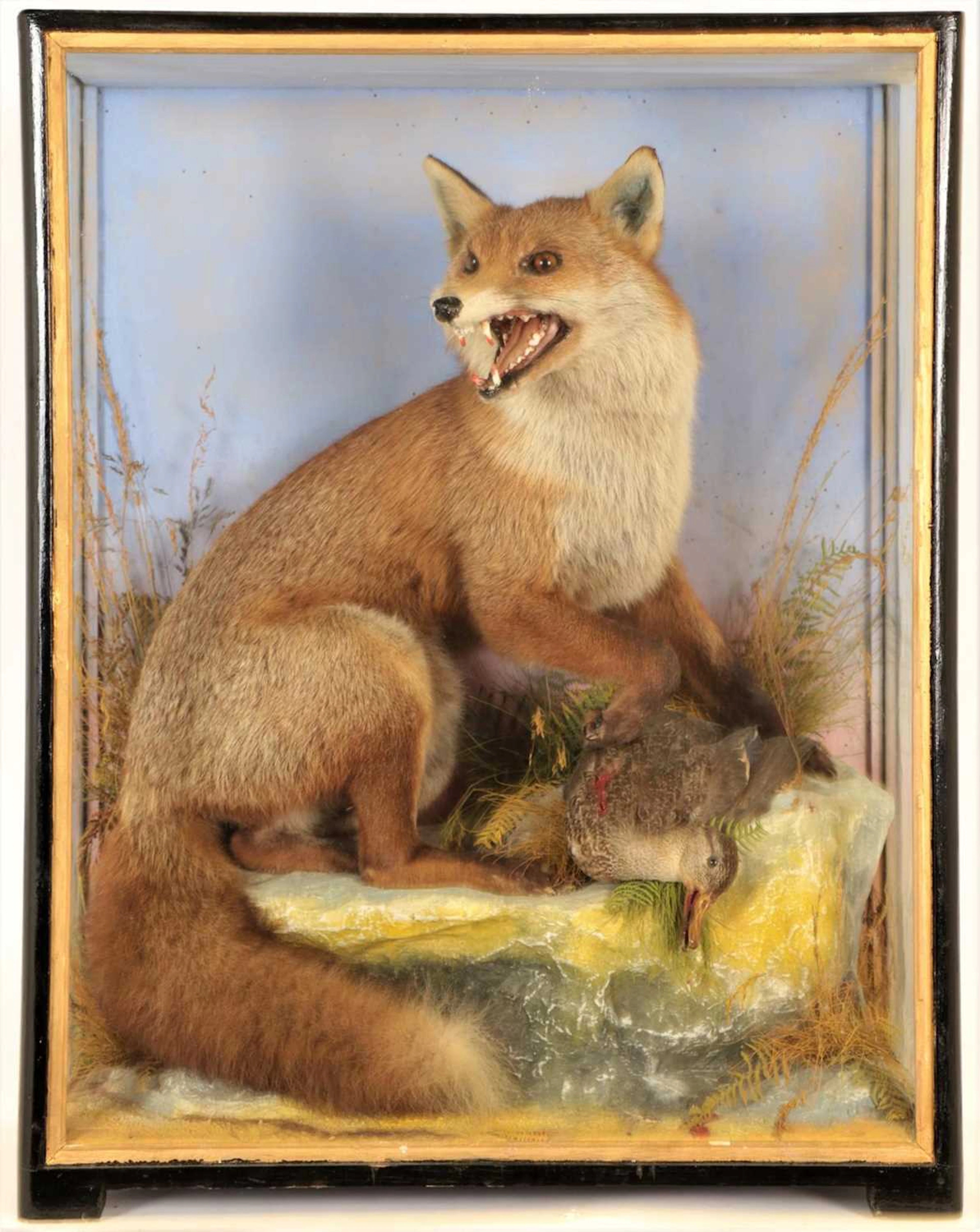 Taxidermy: European Red Fox Diorama (Vulpes vulpes), circa 1860-1942