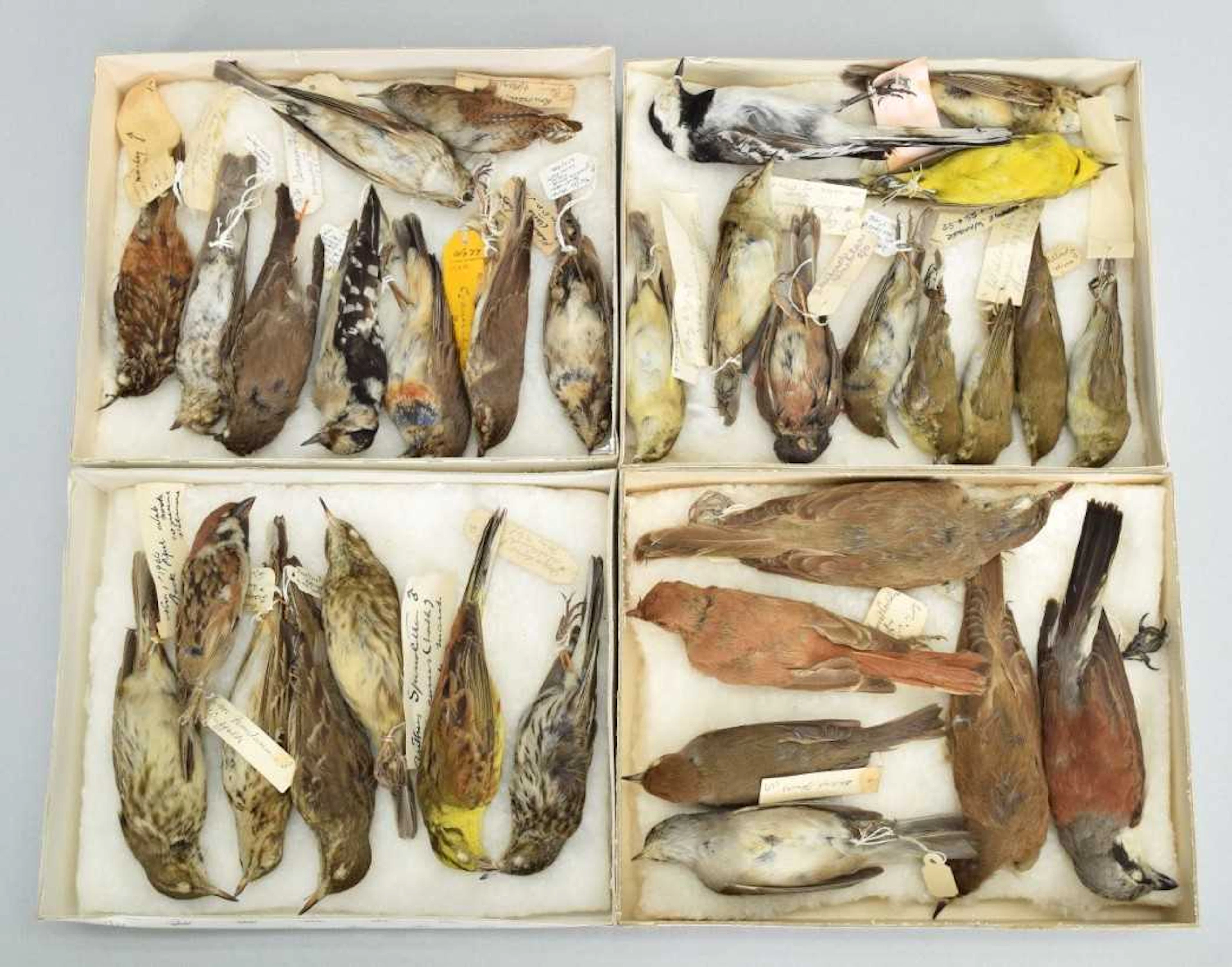 Taxidermy: A Collection of Various British & European Garden Songbird