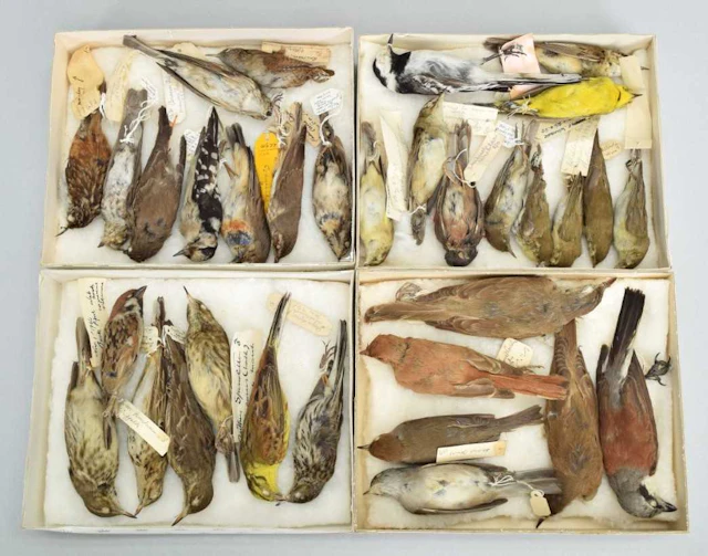 Taxidermy: A Collection of Various British & European Garden Songbird