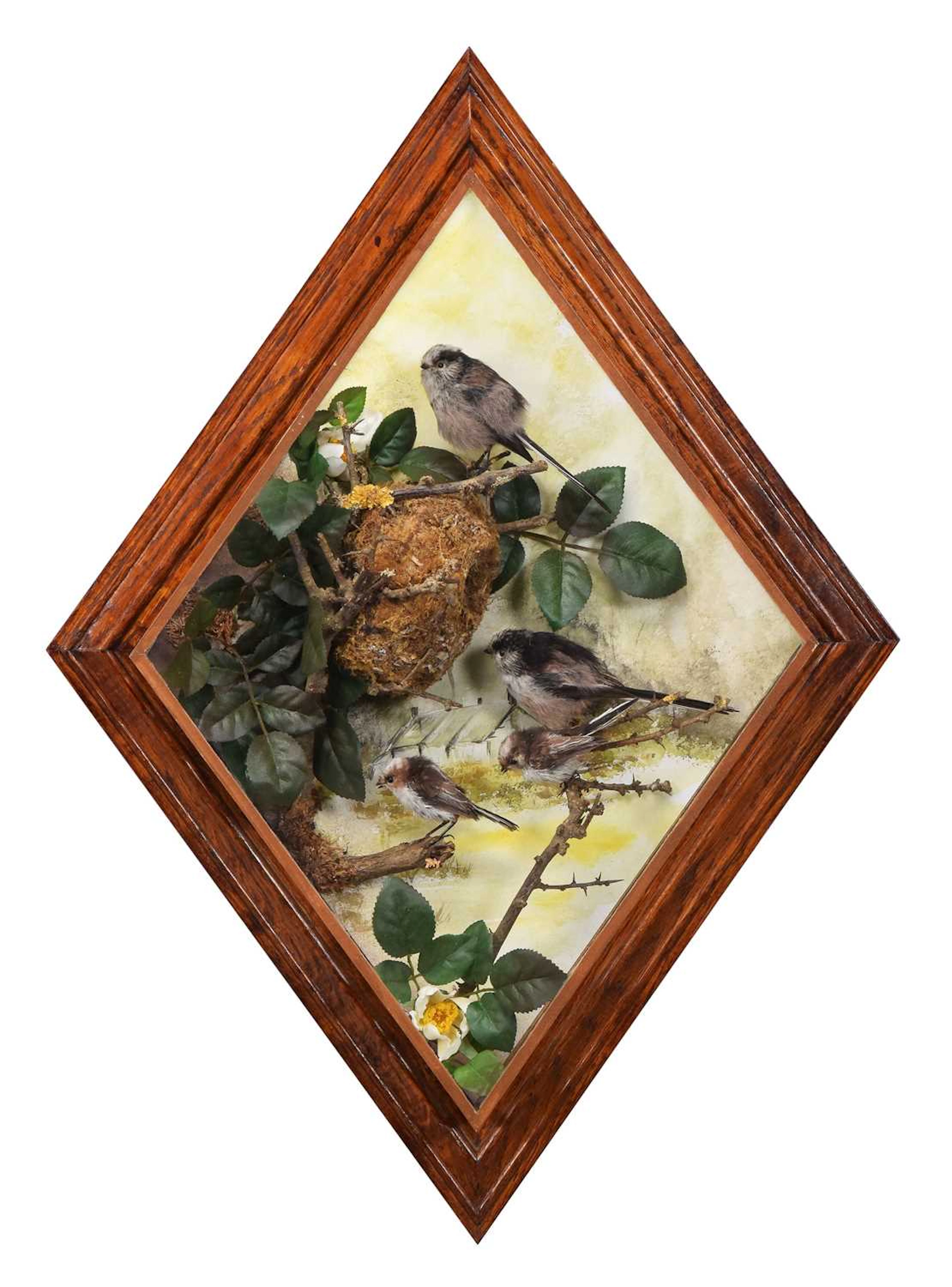 Taxidermy: A Wall Cased Long-tailed Tit (Aegithalos caudatus), dated