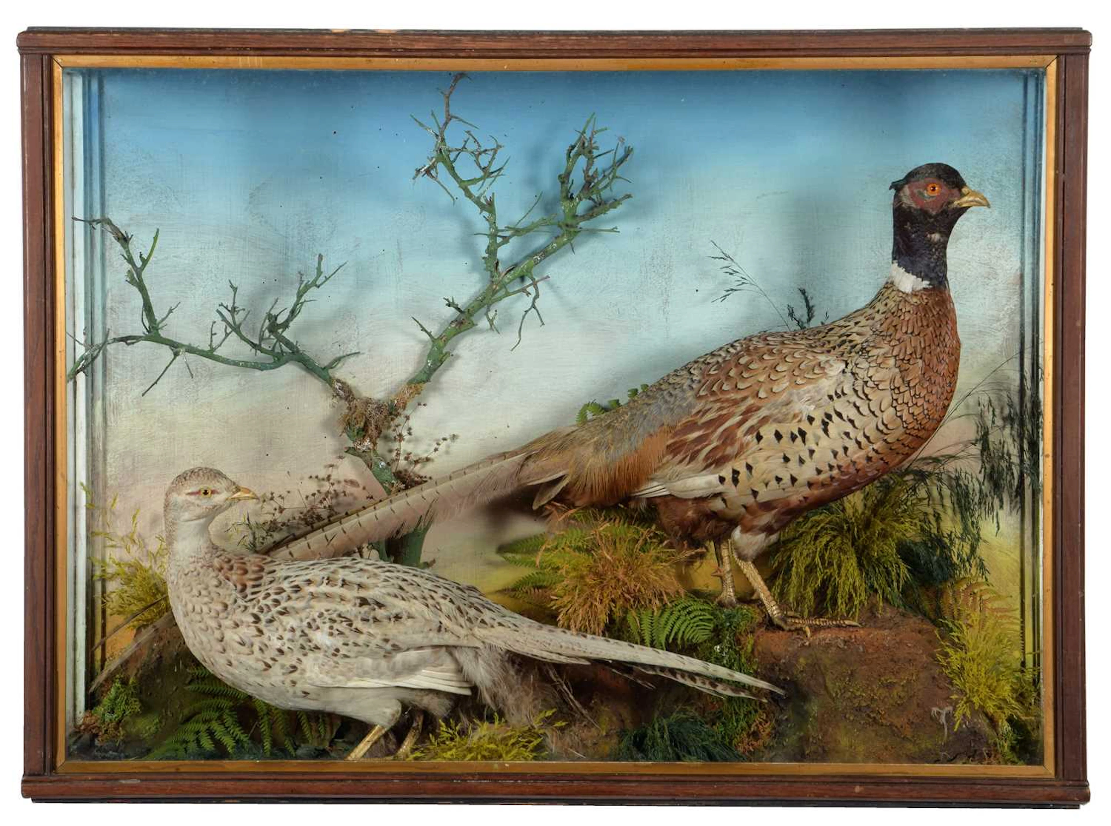 Taxidermy: A Late Victorian Cased Pair of Ring-necked Pheasants (Phasianus