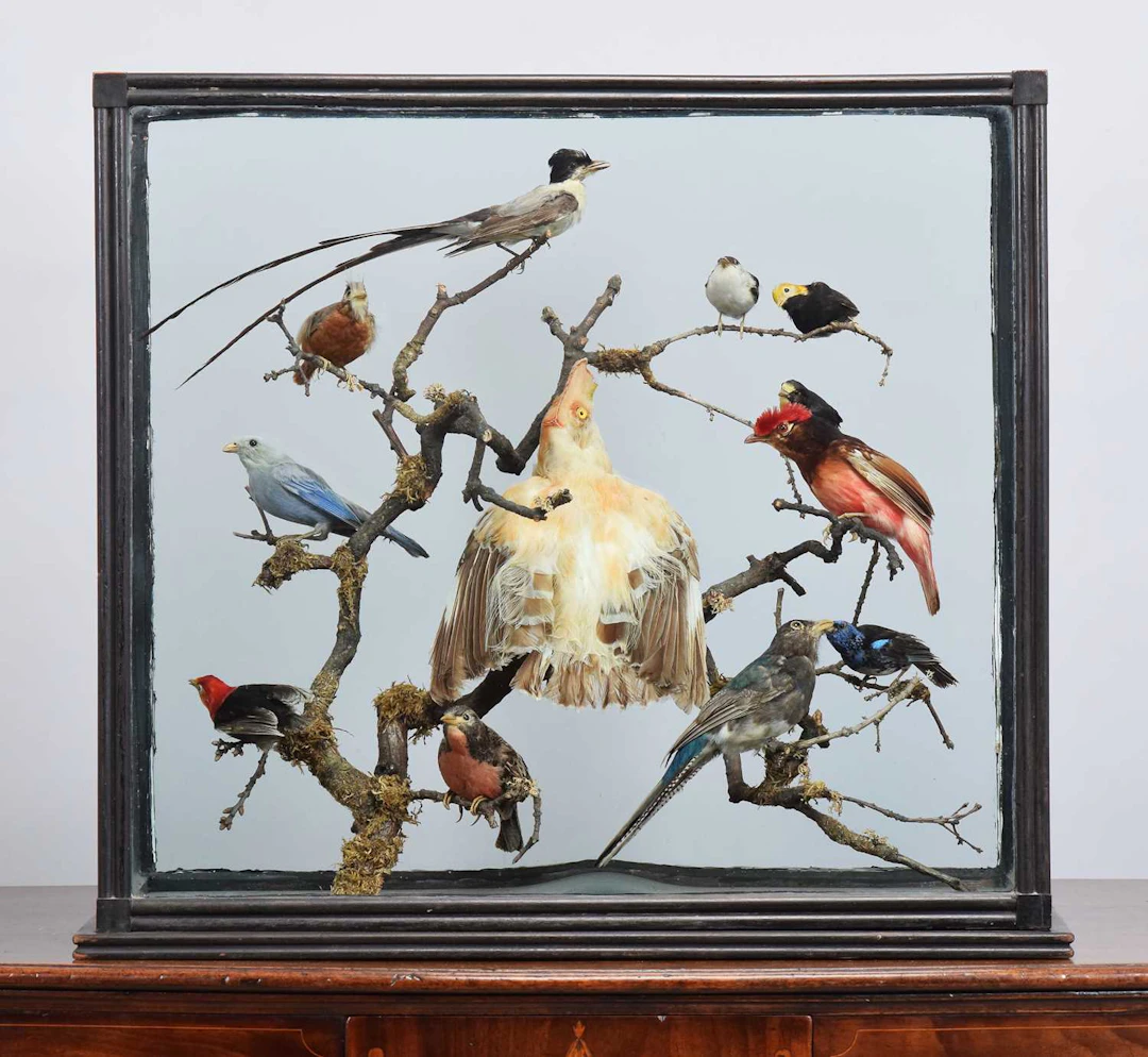 Taxidermy: A Late Victorian Case of North and South American Birds