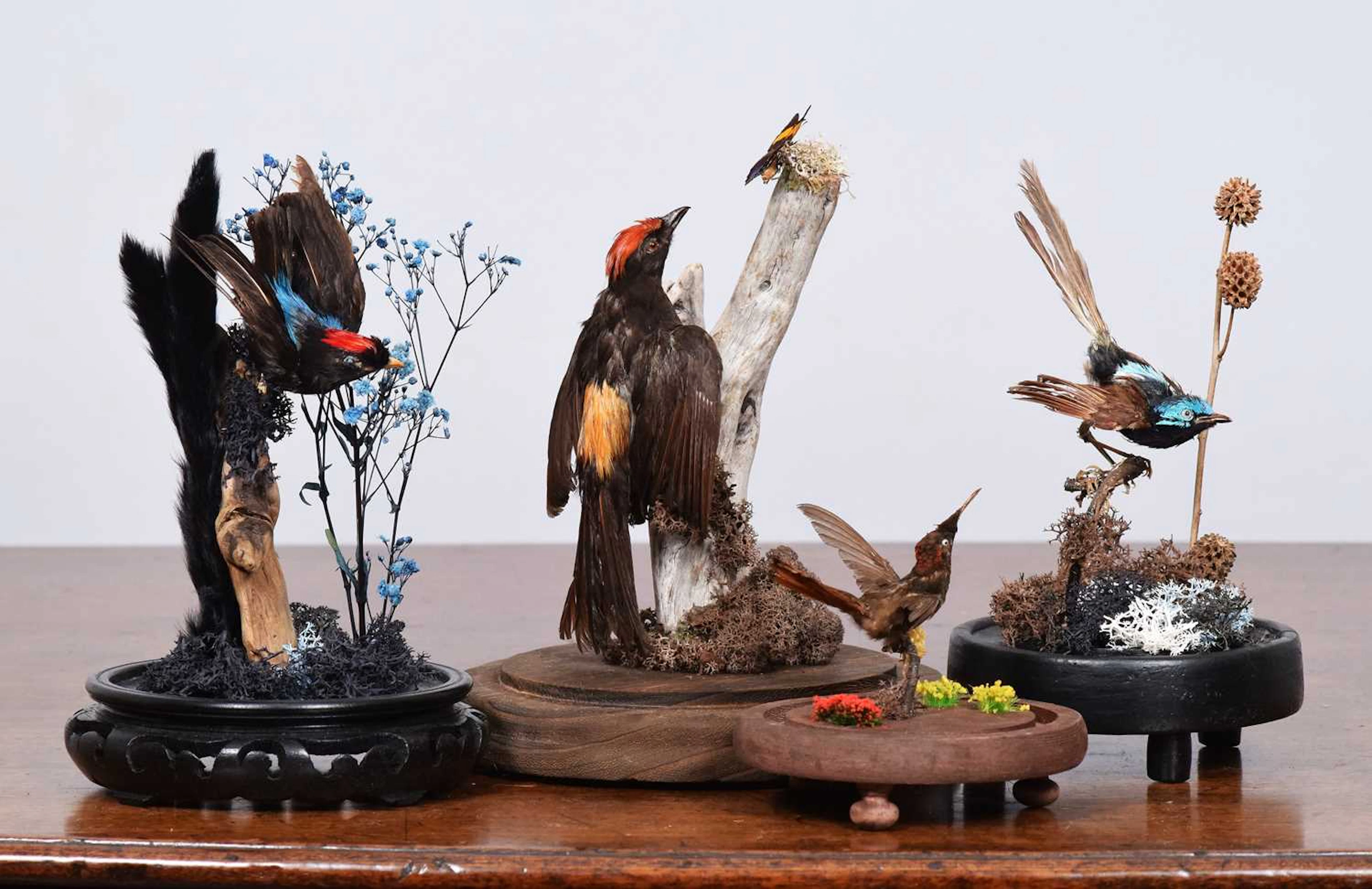 Taxidermy: A Group of Late Victorian Tropical Birds, circa 1880-1900
