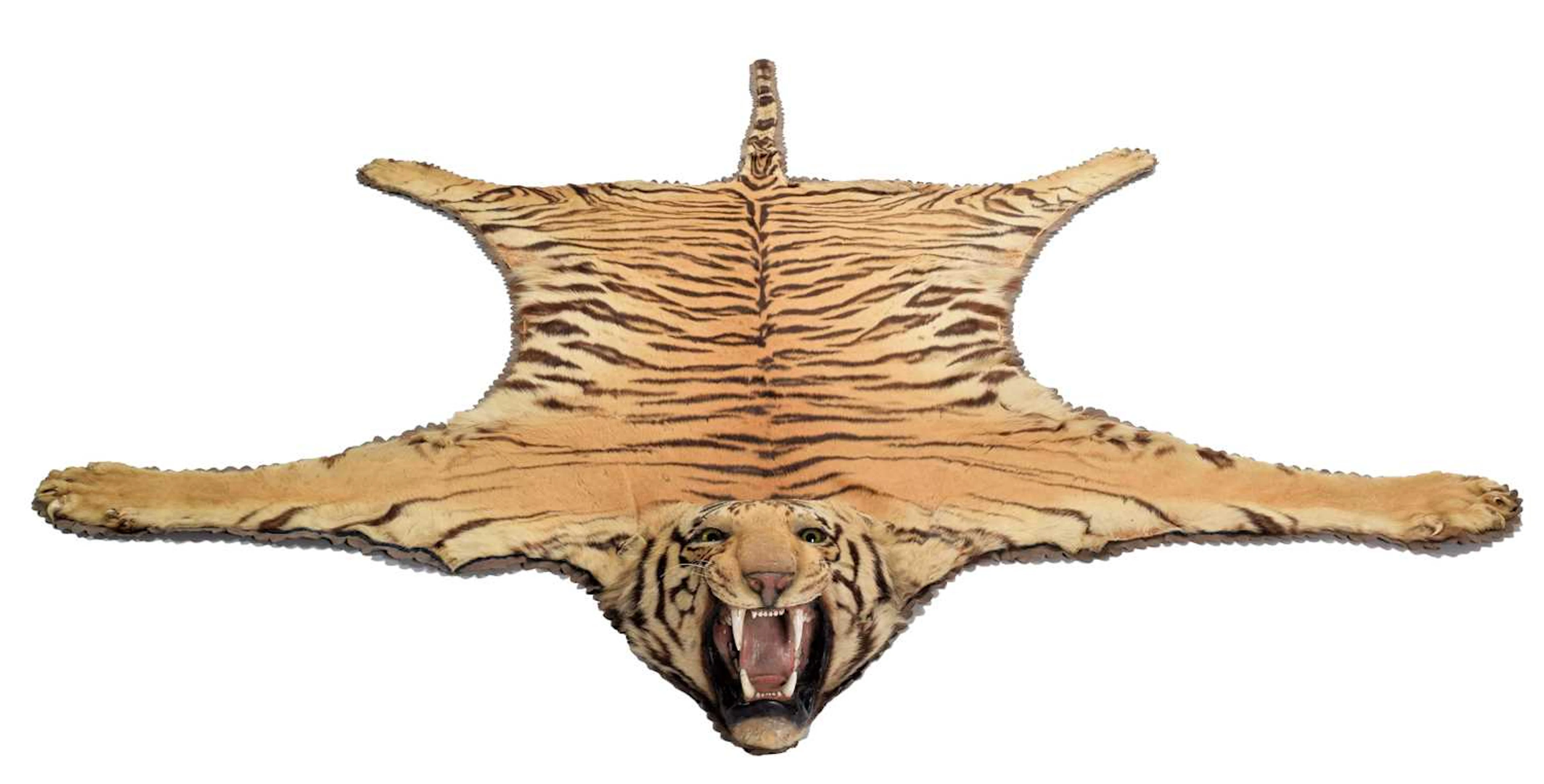 Taxidermy: Bengal Tiger Skin (Panthera tigris tigris), circa 1900-1920