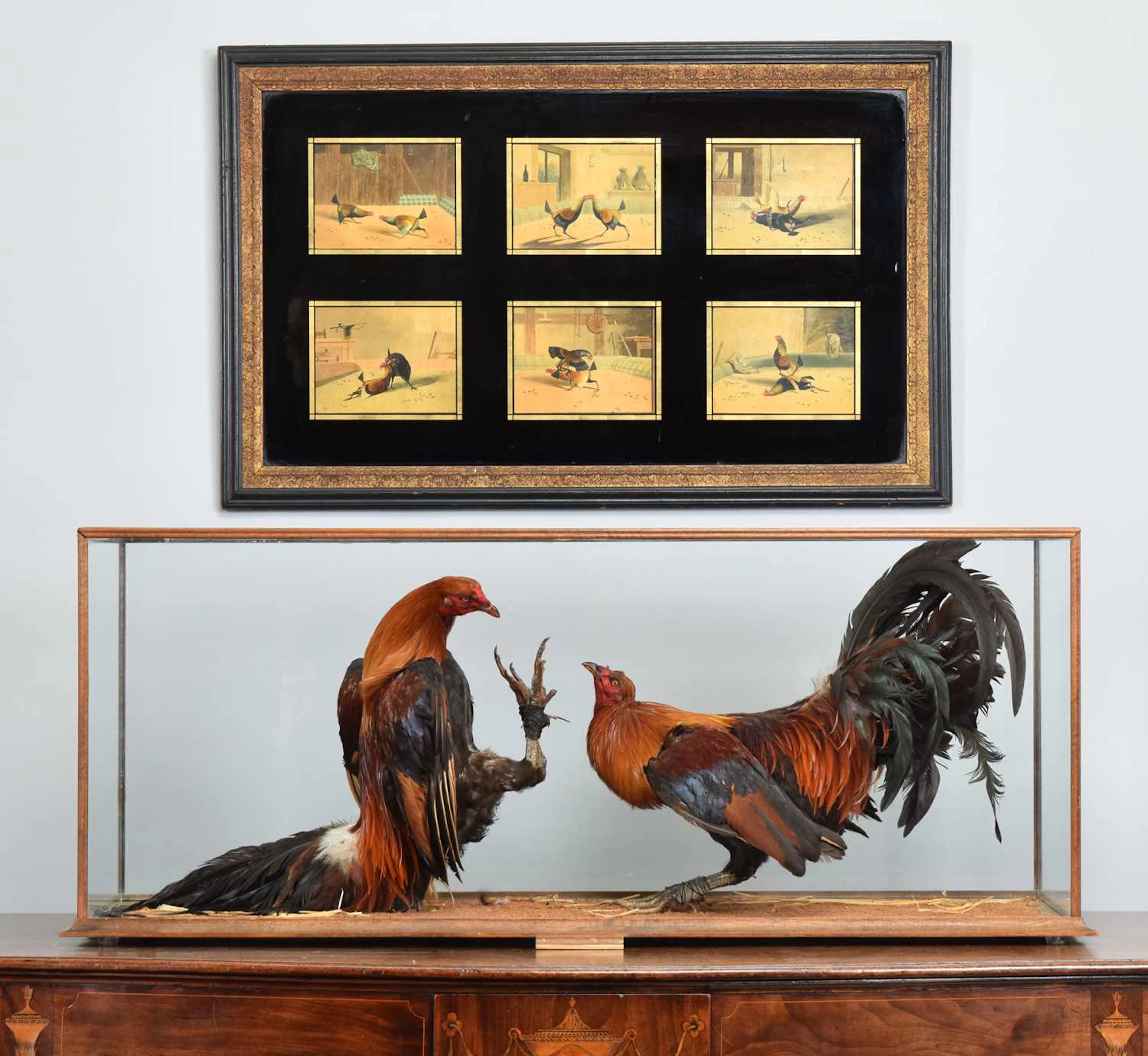 Taxidermy: A Pair of Fighting Cockerels (Gallus gallus domesticus)