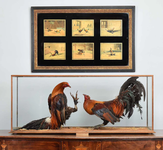 Taxidermy: A Pair of Fighting Cockerels (Gallus gallus domesticus)