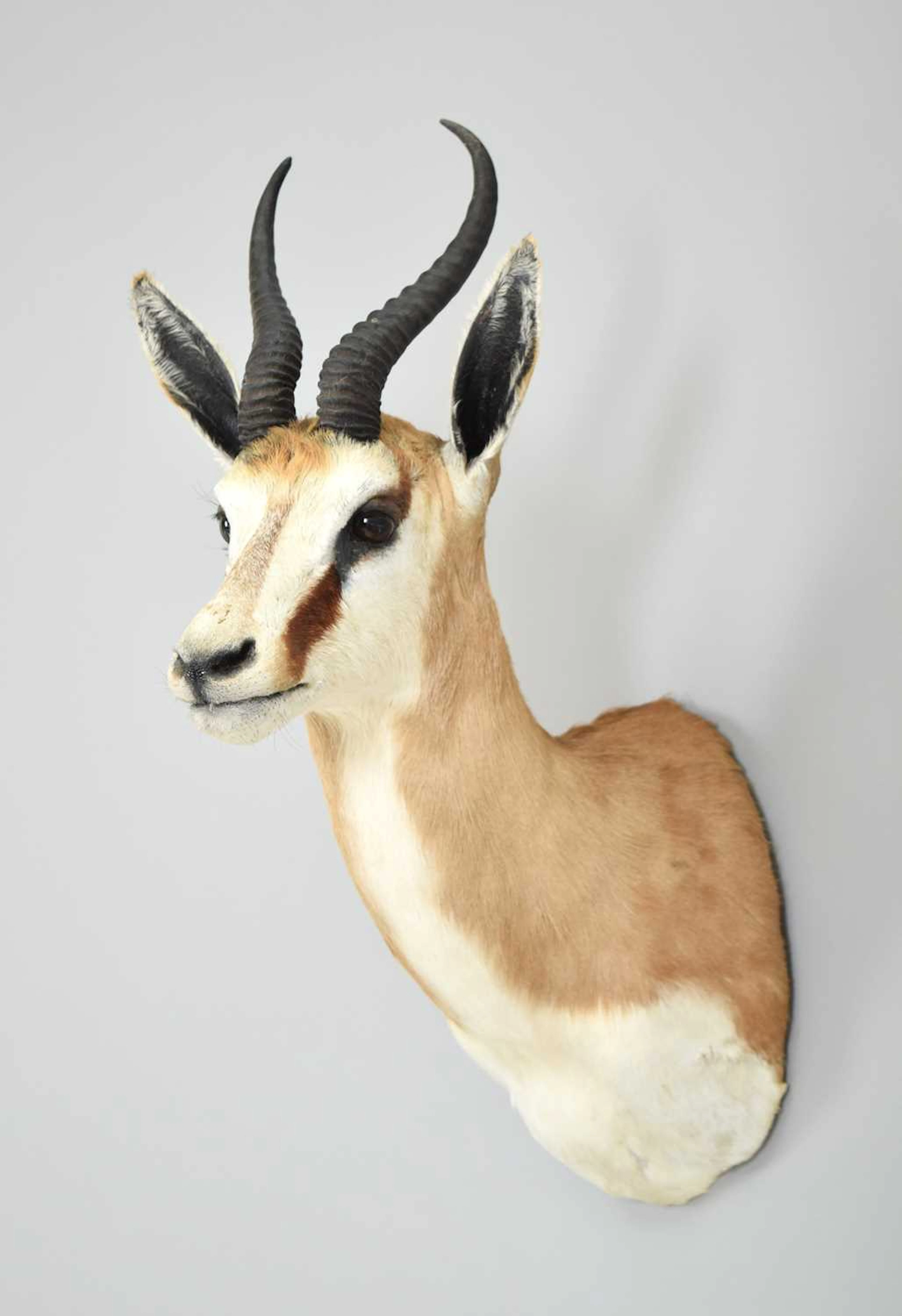 Taxidermy: South African Springbok (Antidorcas marsupialis), modern