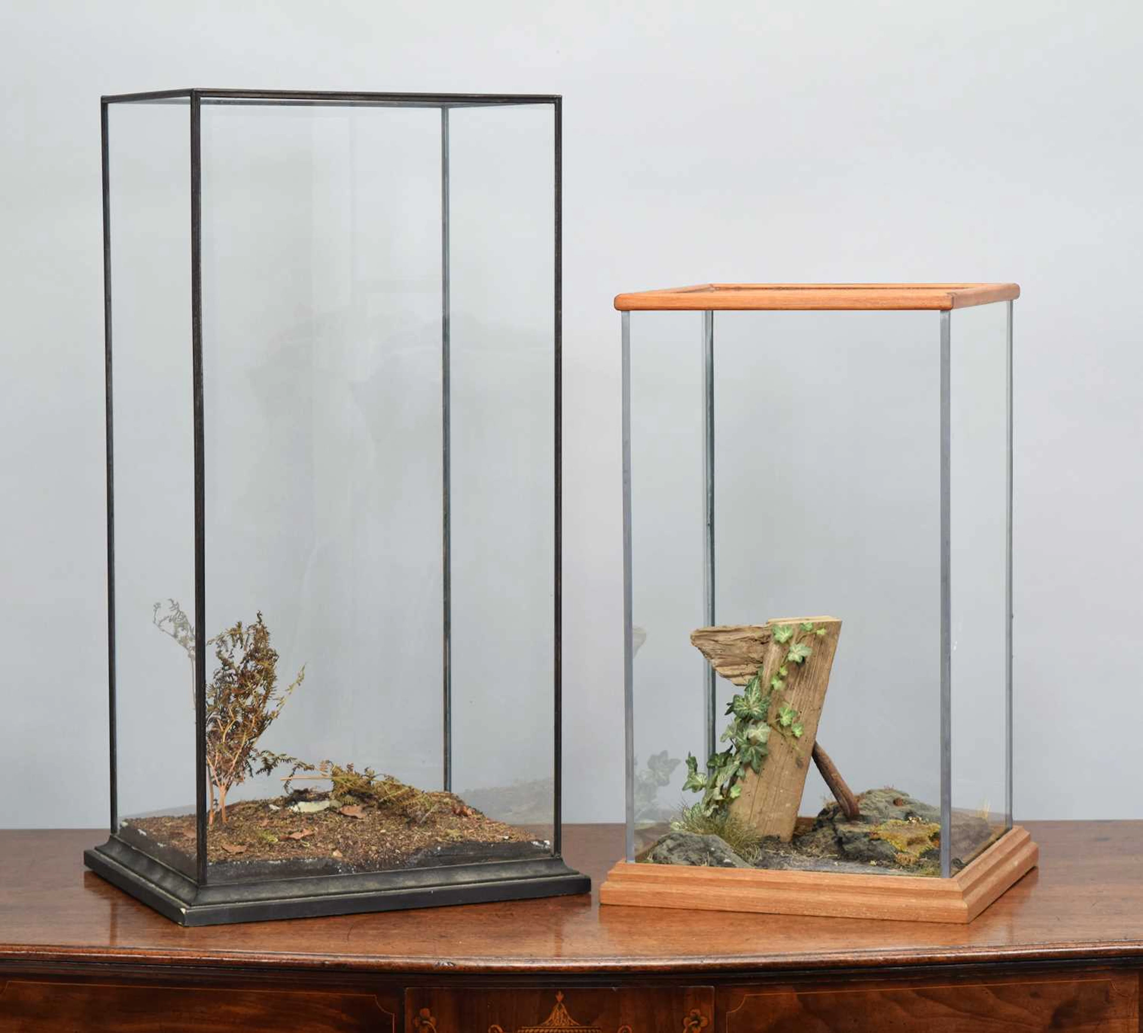 Natural History: Two Taxidermy Display Cases, modern