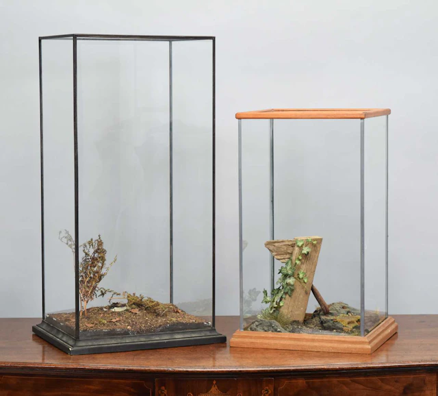 Natural History: Two Taxidermy Display Cases, modern