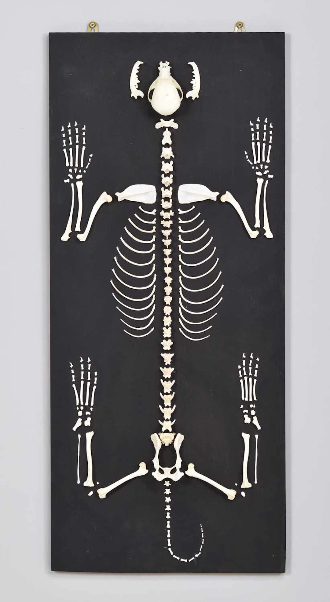 Skeletons/Anatomy: A Wall Mounted Yorkshire Terrier Skeleton (Canis