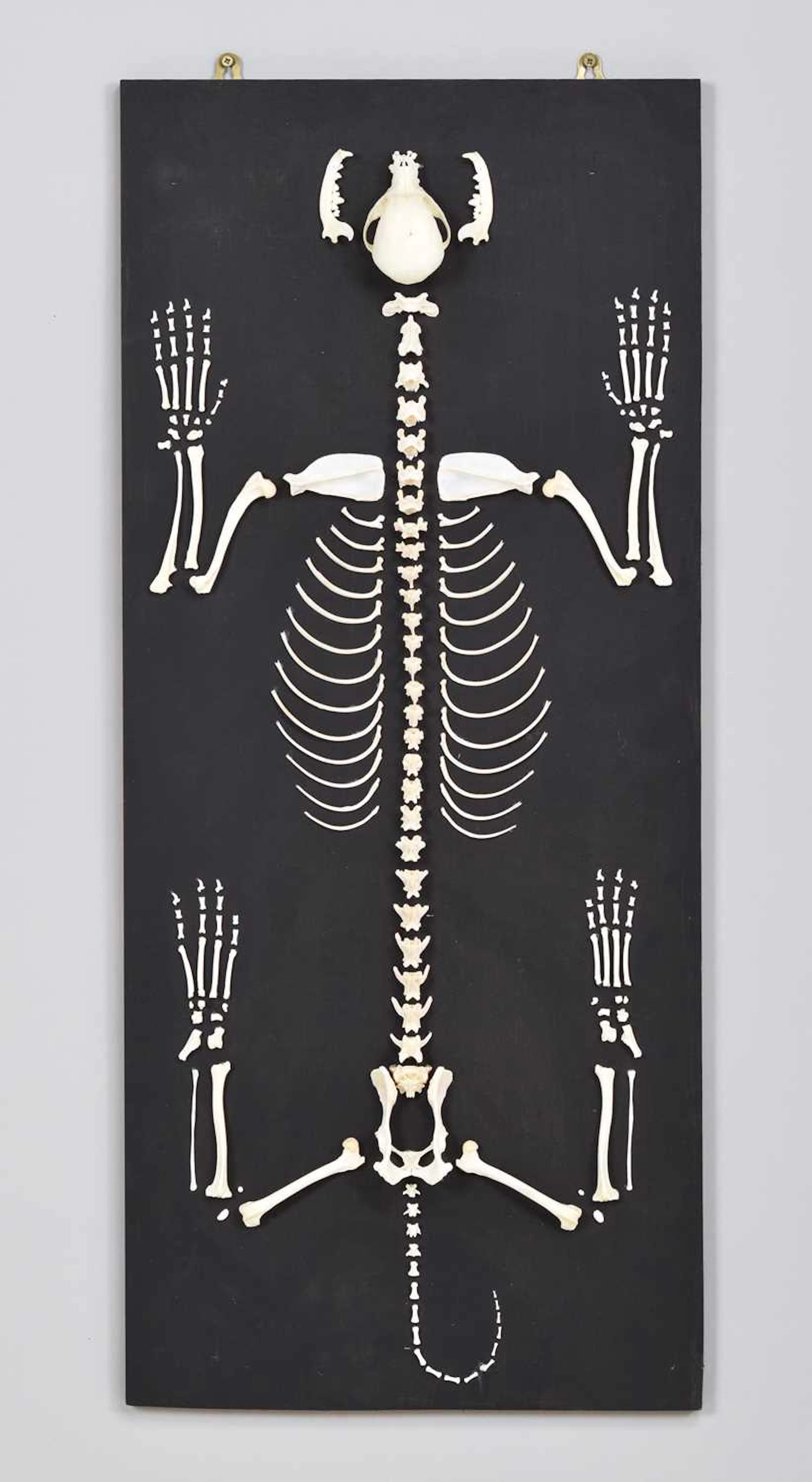 Skeletons/Anatomy: A Wall Mounted Yorkshire Terrier Skeleton (Canis