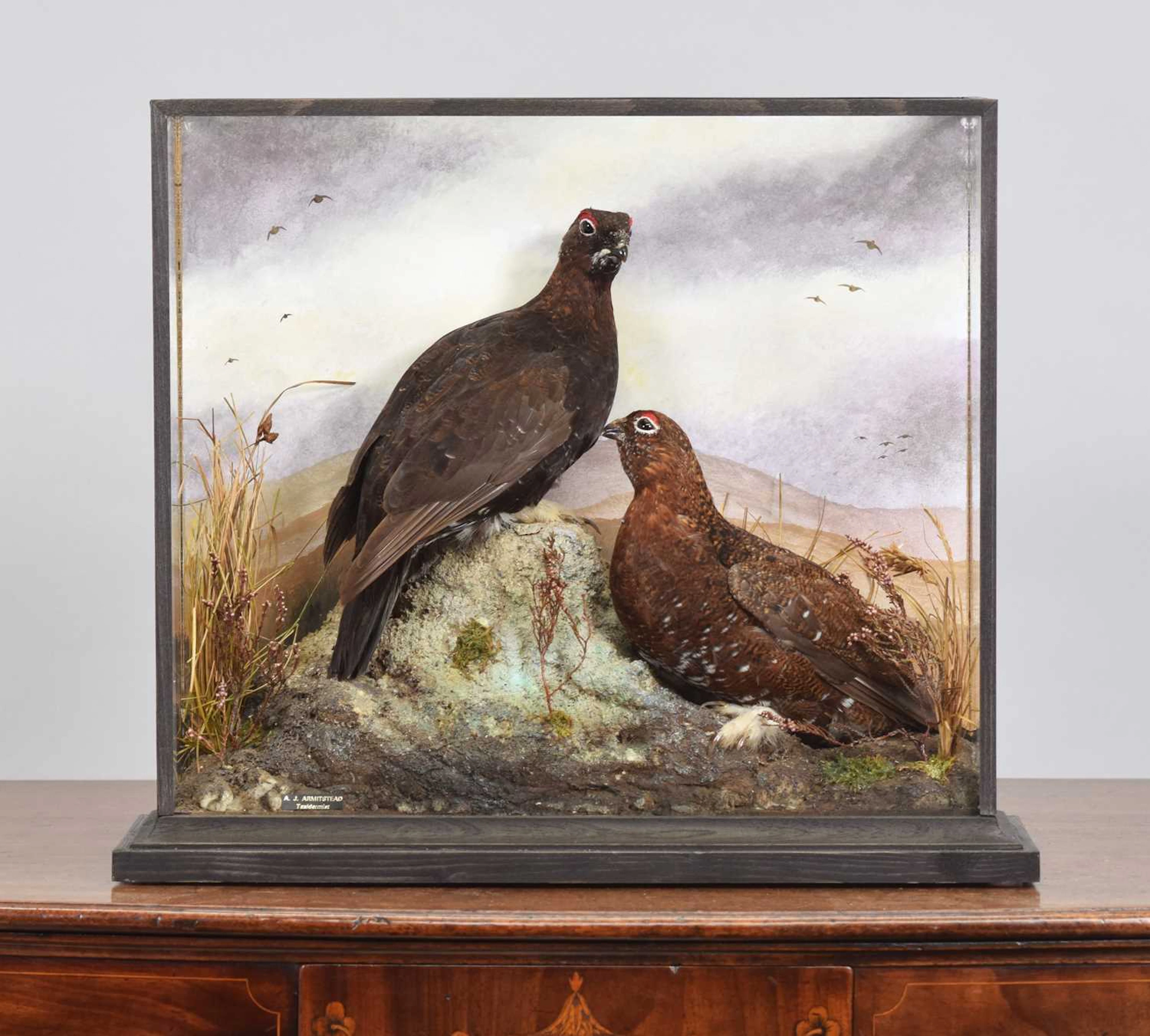Taxidermy: A Cased Pair of Red Grouse (Lagopus lagopus), dated 2026
