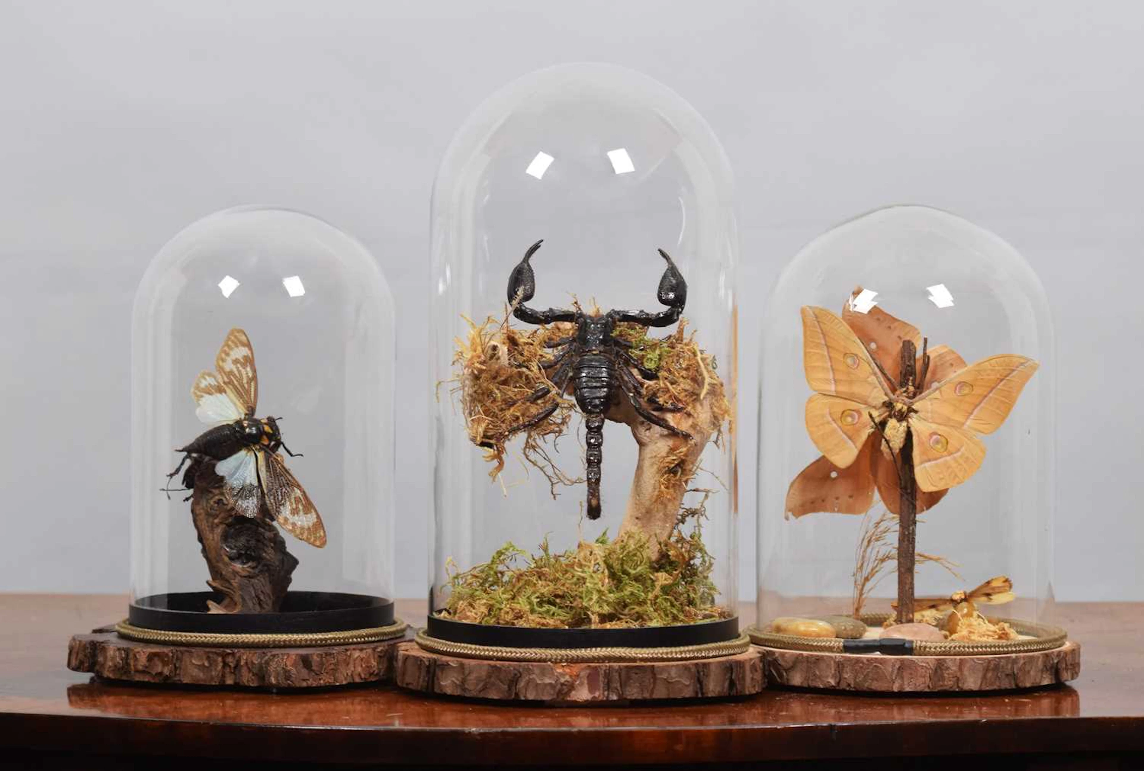 Entomology: A Group of Preserved Insects and Moths, modern