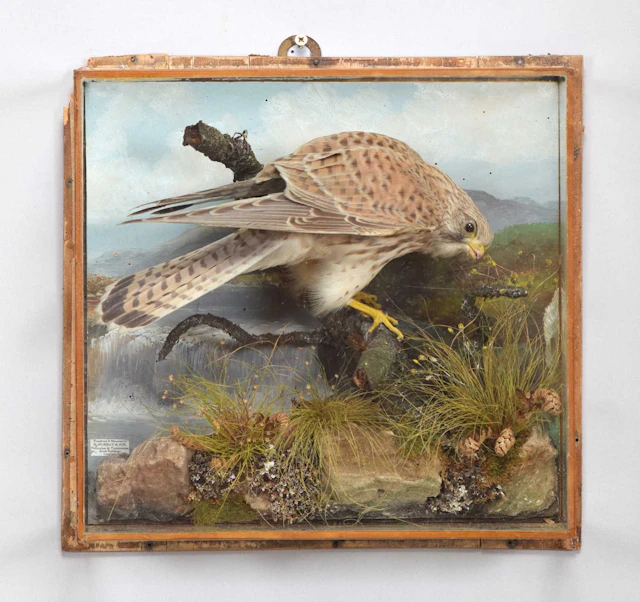 Taxidermy: A Wall Cased European Kestrel (Falco tinnunculus), early