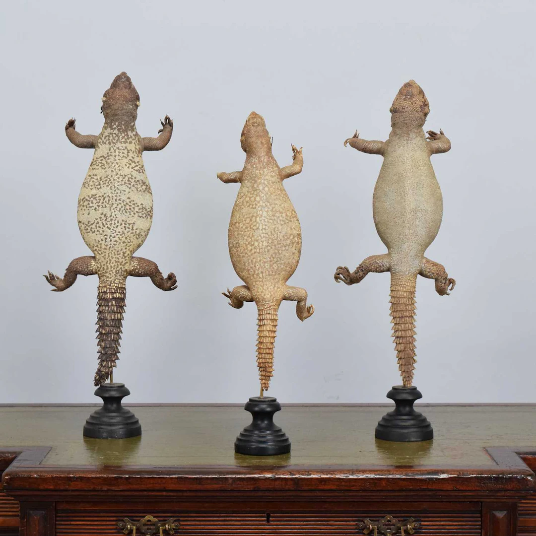 Taxidermy: A Group of Three Mali Uromastyx Lizards (Dispar malienis)