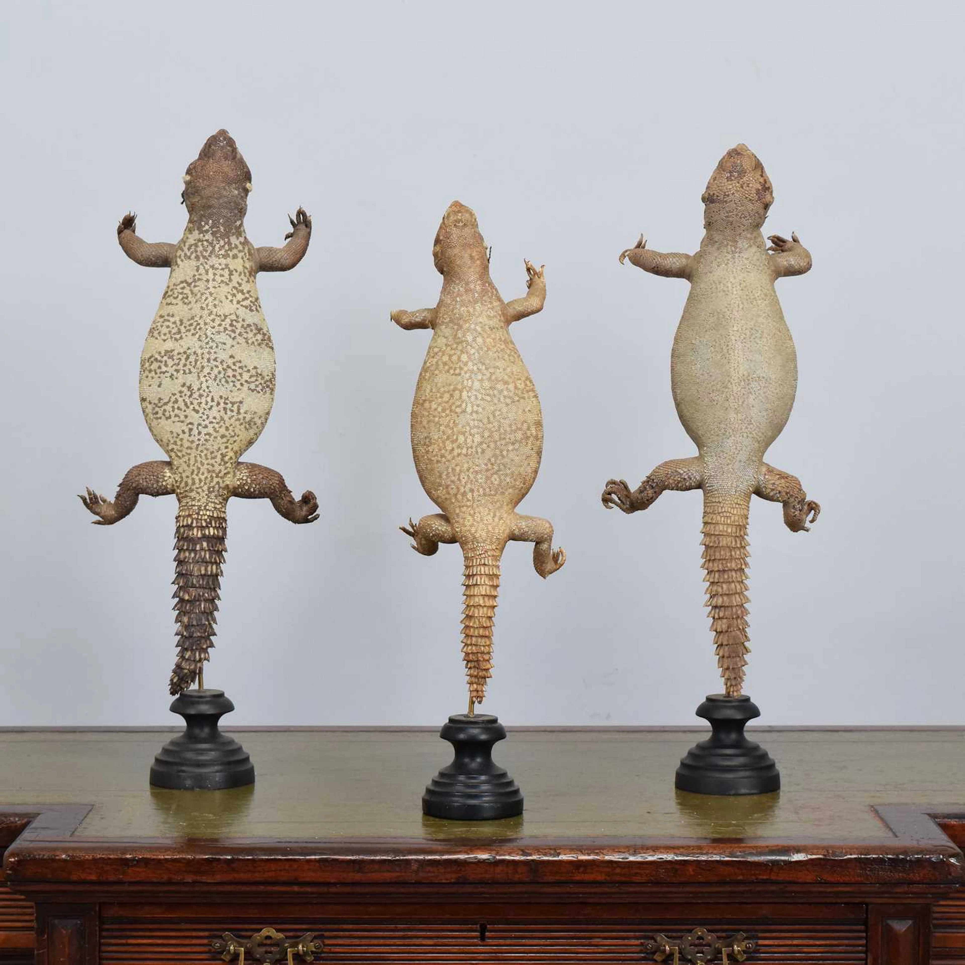Taxidermy: A Group of Three Mali Uromastyx Lizards (Dispar malienis)