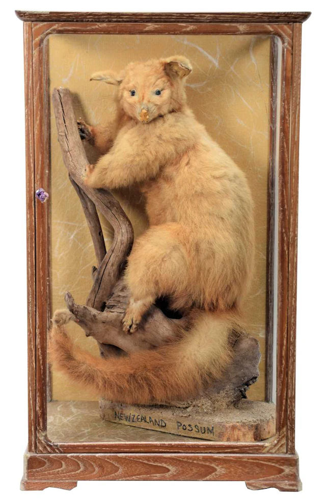 Taxidermy: A Cased Late Victorian New Zealand Common Brush-Tailed