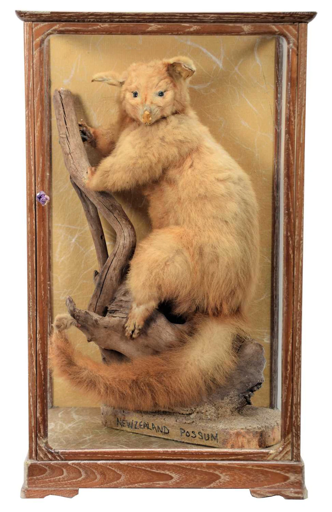 Taxidermy: A Cased Late Victorian New Zealand Common Brush-Tailed