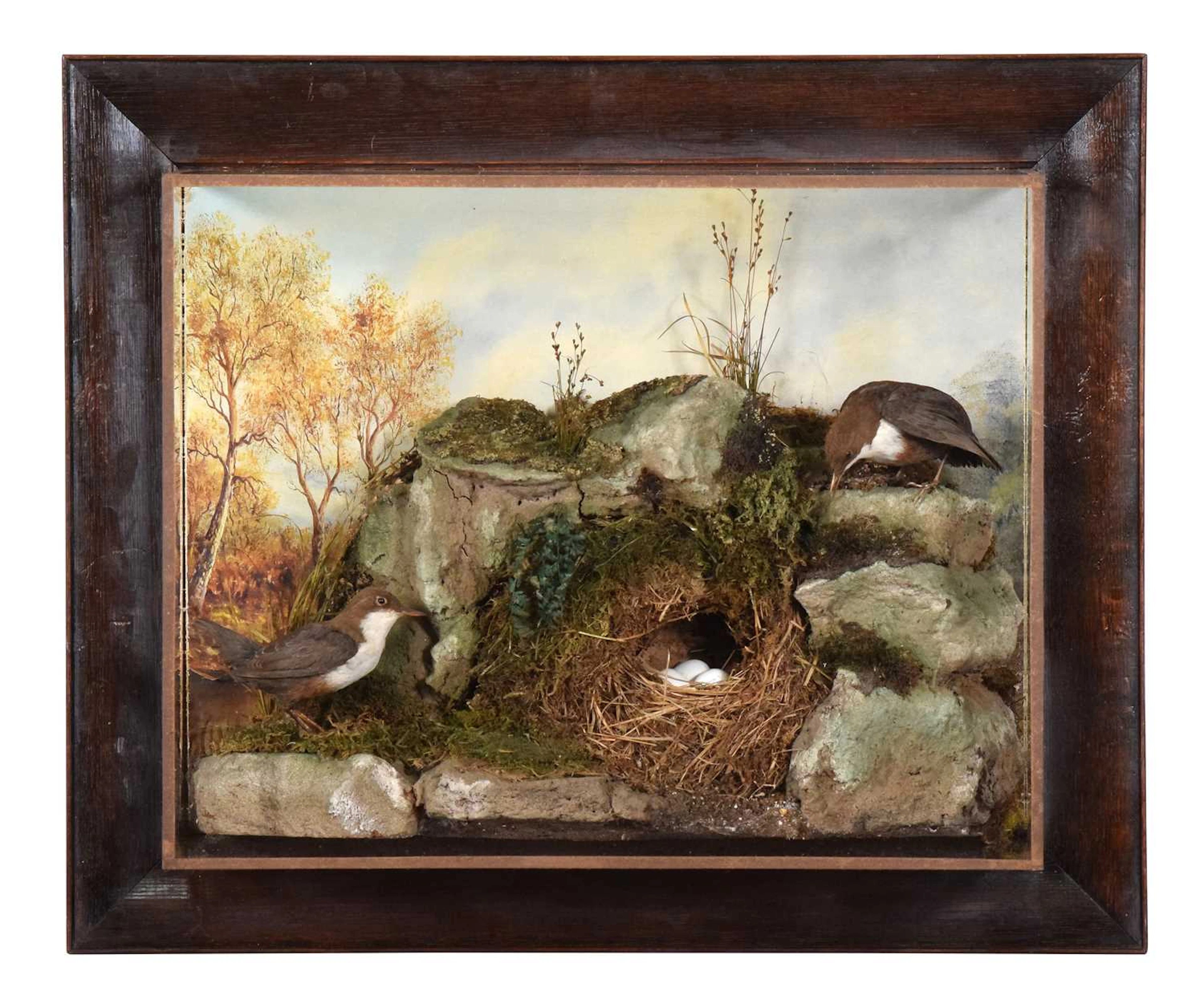 Taxidermy: A Wall Cased Pair of White-throated Dippers (Cinclus cinclus)