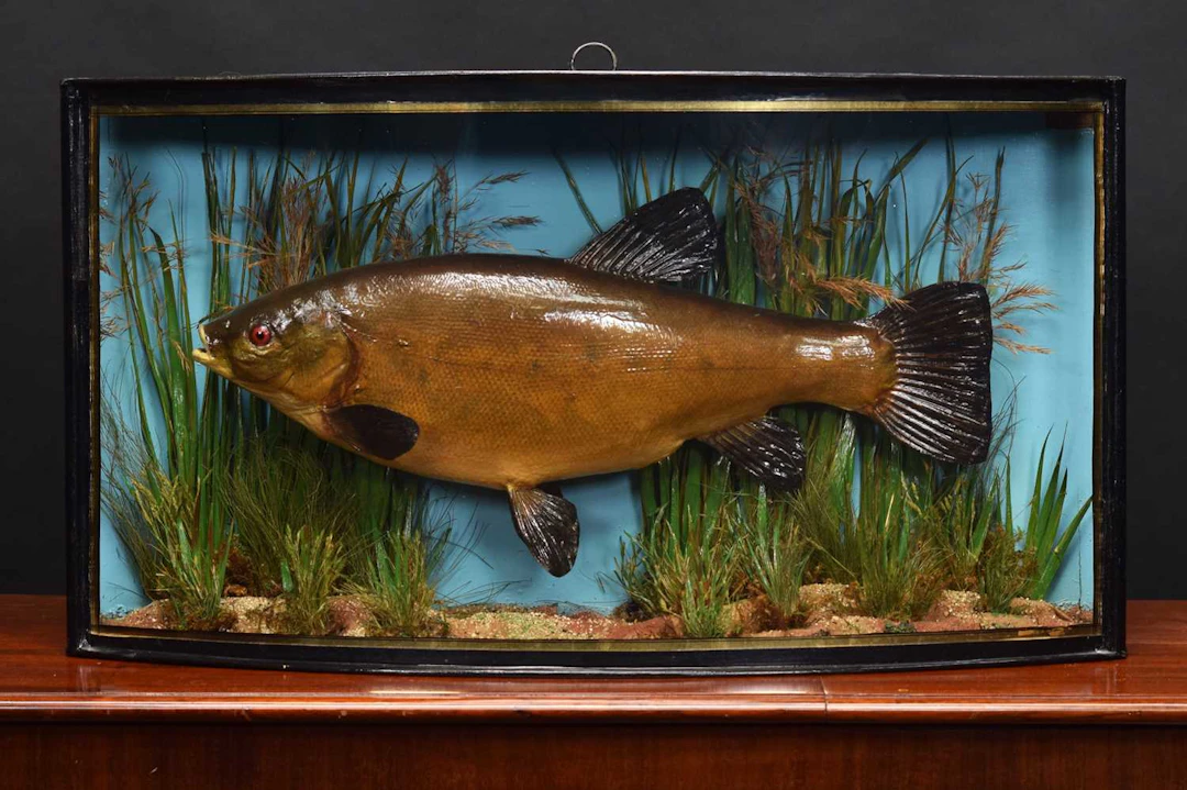 Taxidermy: A Cased Tench (Tinca tinca), by John Cooper & Sons, 28