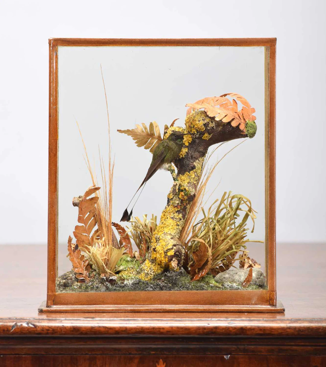 Taxidermy: A Cased White-Booted Racket-Tail Hummingbird (Ocreatus