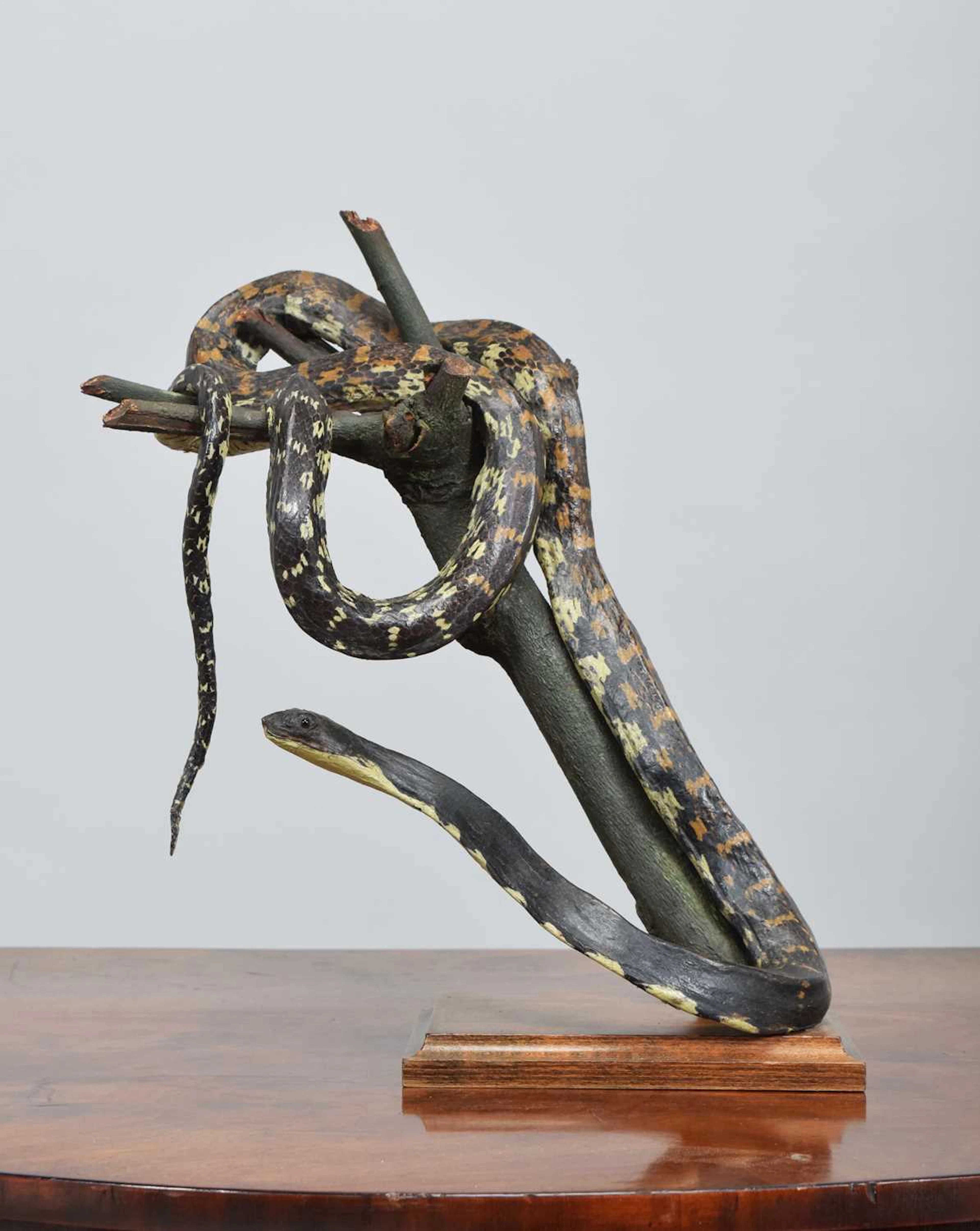 Taxidermy: A Tiger Keelback Snake (Rhabdophis tigrinus), early 20th