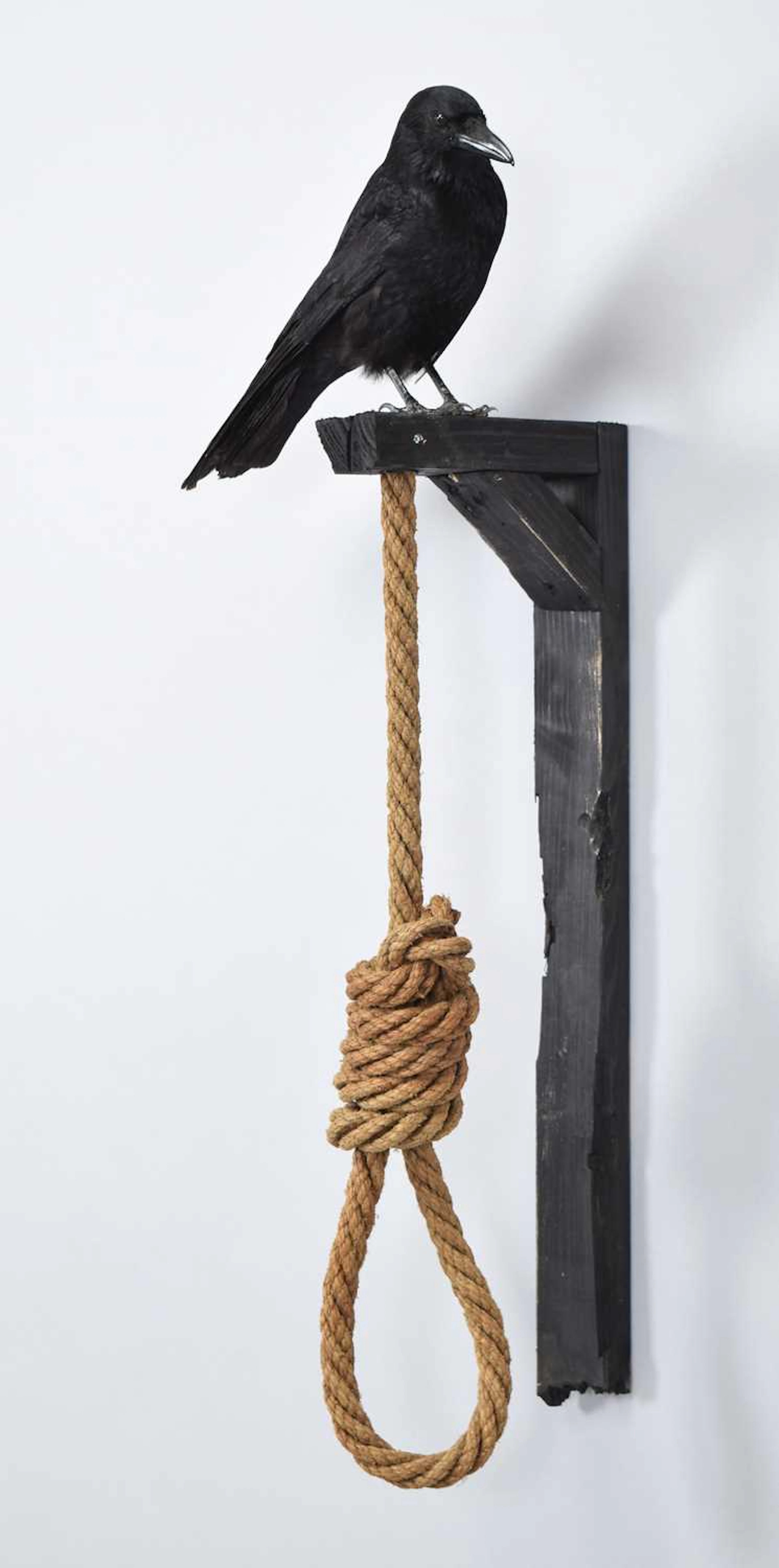 Taxidermy: "The Hangmans Noose", modern, by Lillie Chambers, Taxidermy