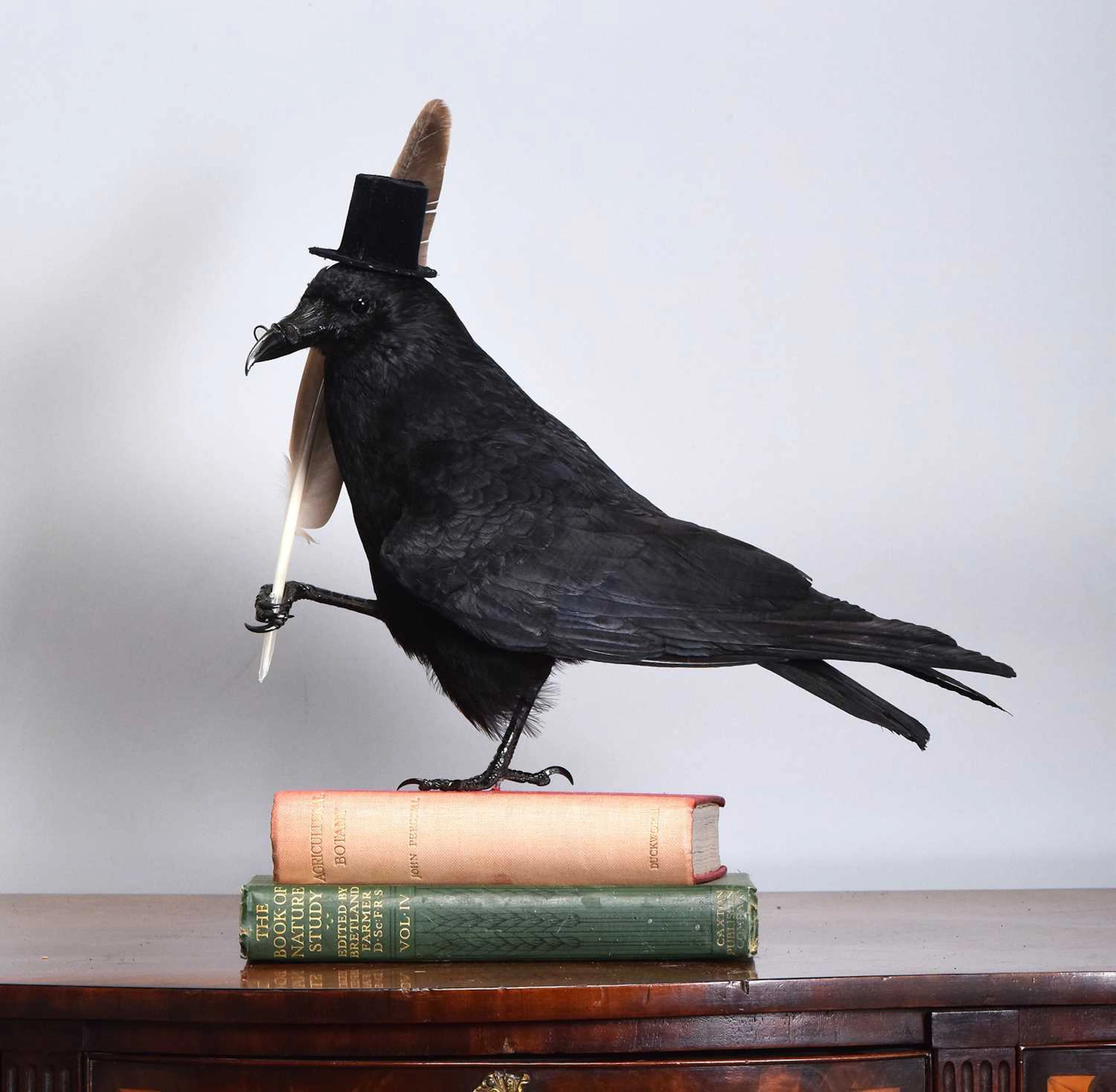 Anthropomorphic Taxidermy: The Crow of Knowledge (Corvus corone)