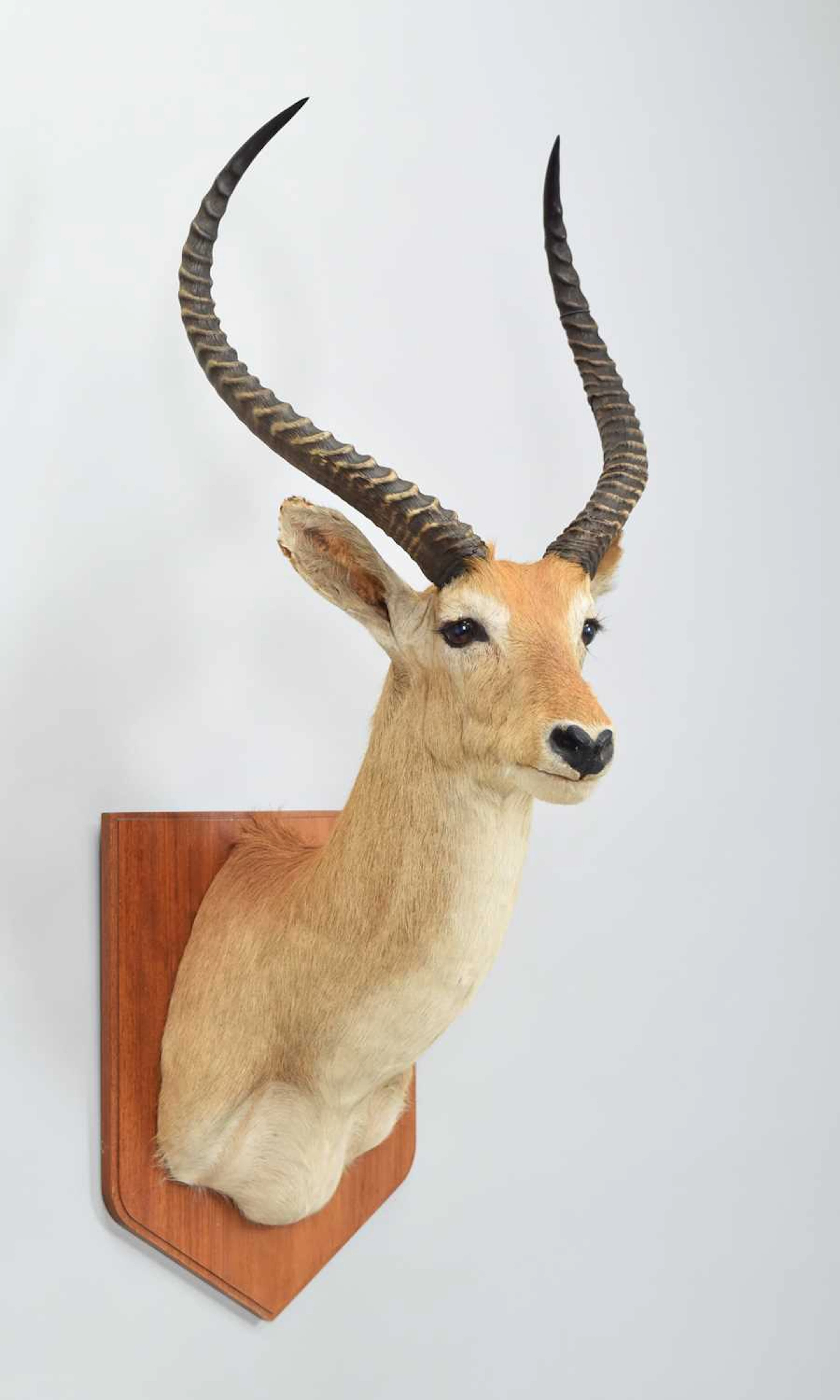 Taxidermy: Red Lechwe (Kobus leche), late 20th century, South Africa