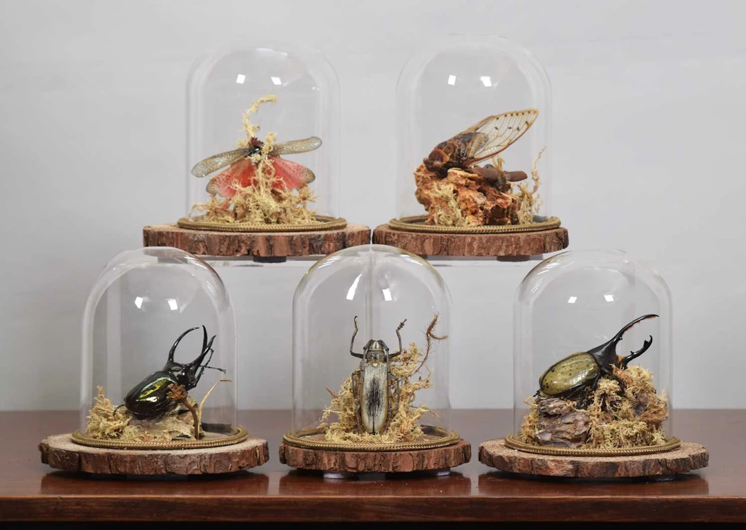 Coleopterology: A Group of Preserved Insects & Beetles, modern