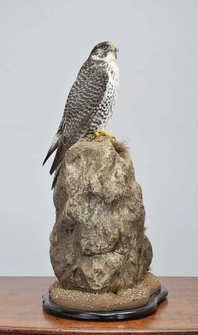 Taxidermy: Gyr Falcon (Falco rusticolus), captive bred, dated 2026
