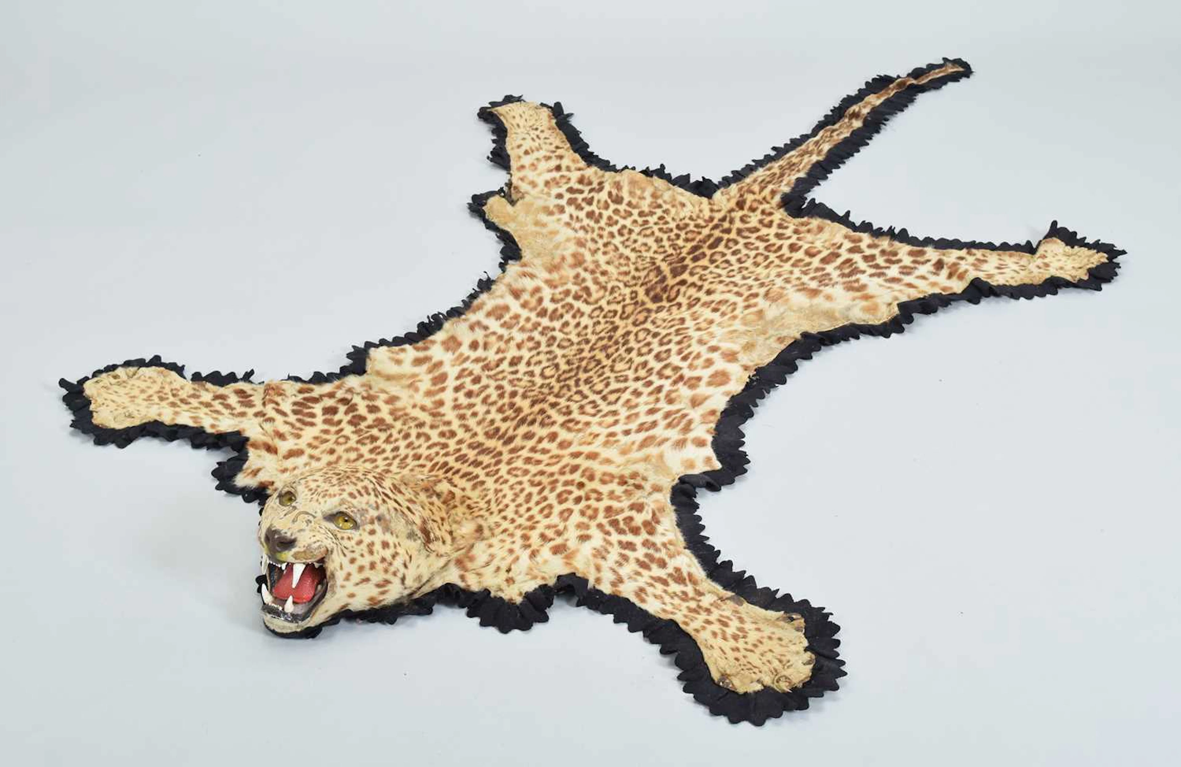 Taxidermy: Indian Leopard Skin Rug (Panthera pardus fusca), circa