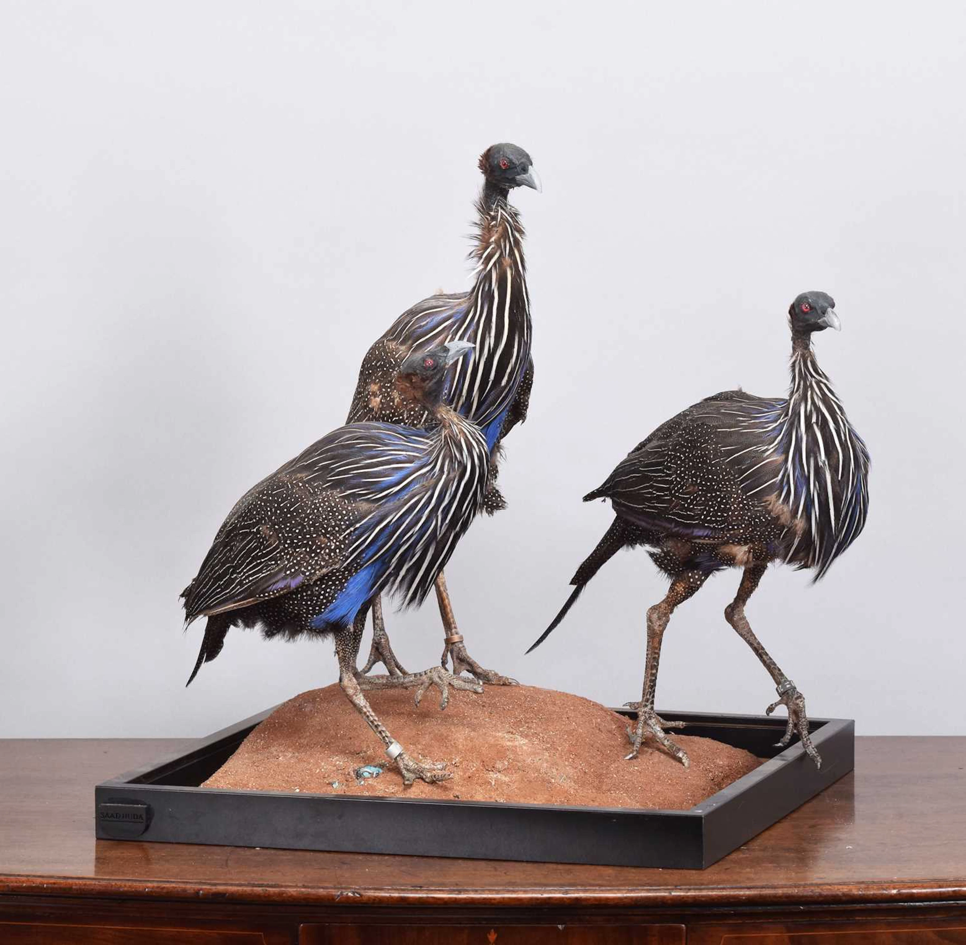 Taxidermy: A Trio of Vulterine Guinea Fowl (Acryllium vulturinum)