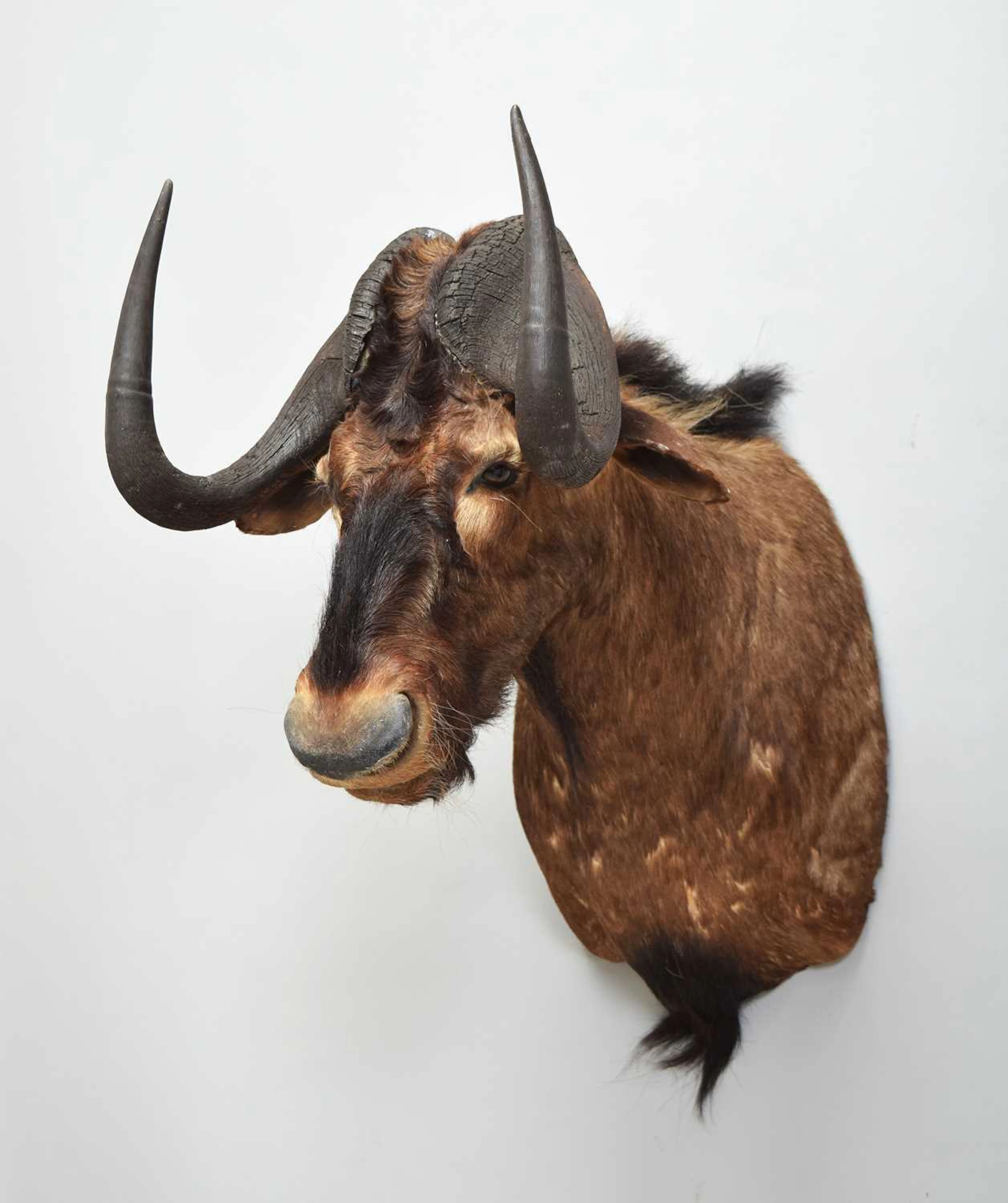 Taxidermy: Black Wildebeest (Connochaetes gnou), modern, by Colin