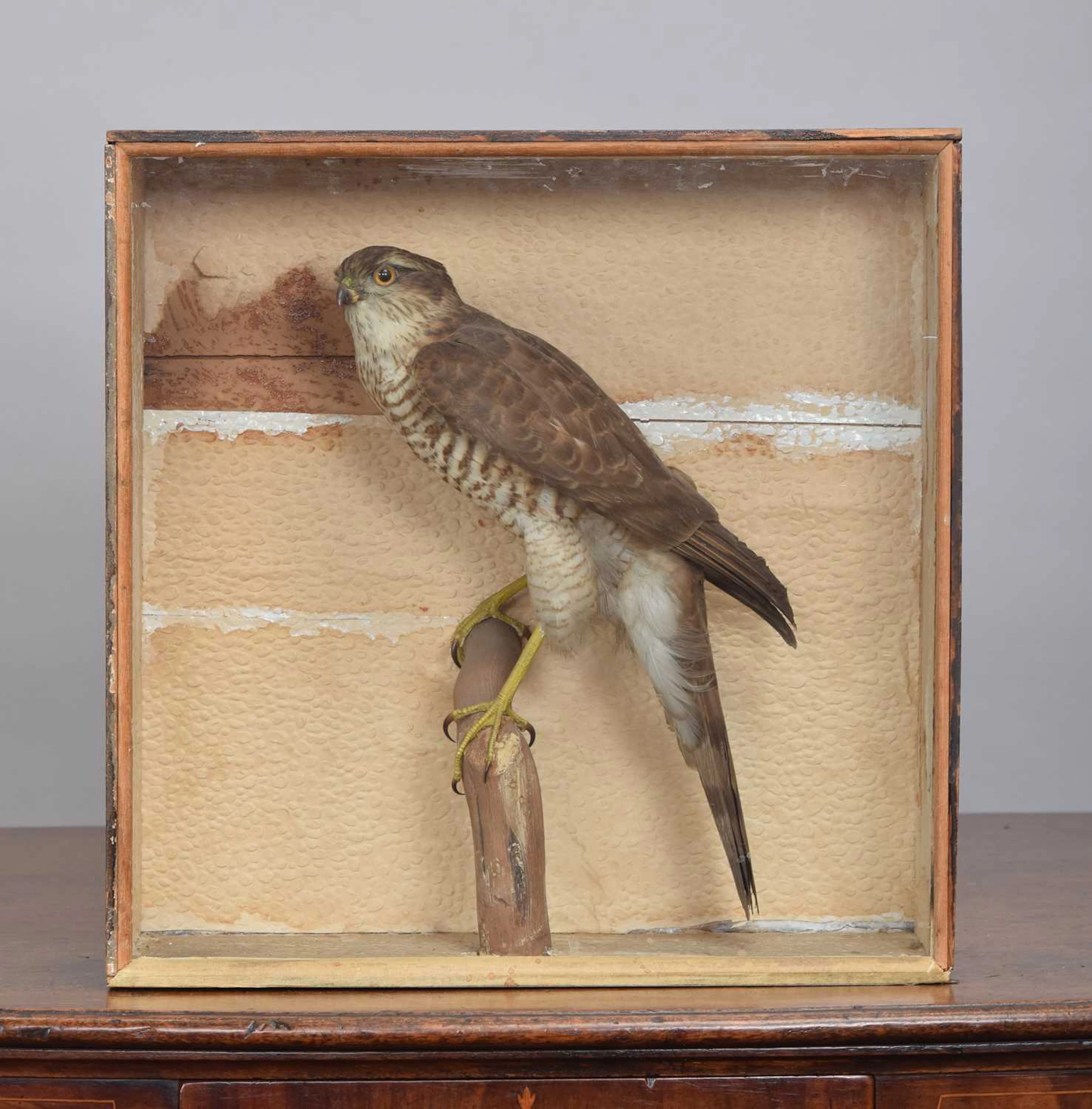 Taxidermy: A Late Victorian Cased Eurasian Sparrowhawk (Accipiter