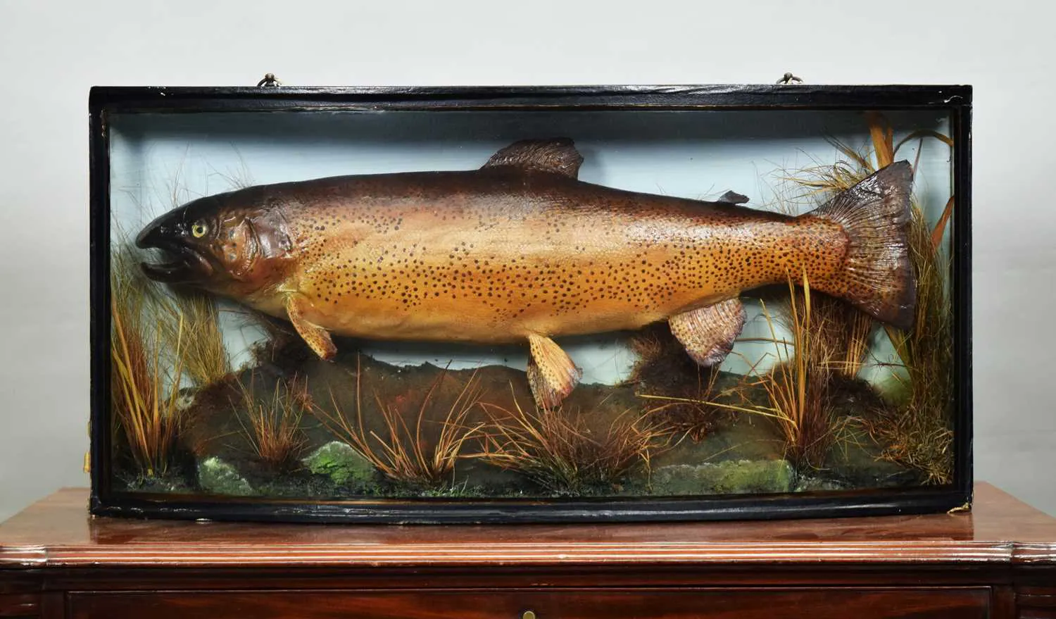 Taxidermy: A Cased Rainbow Trout (Oncorhynchus mykiss), late 20th
