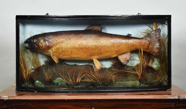 Taxidermy: A Cased Rainbow Trout (Oncorhynchus mykiss), late 20th