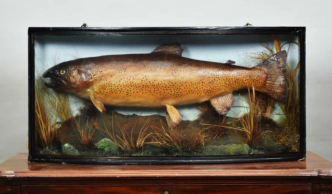 Taxidermy: A Cased Rainbow Trout (Oncorhynchus mykiss), late 20th