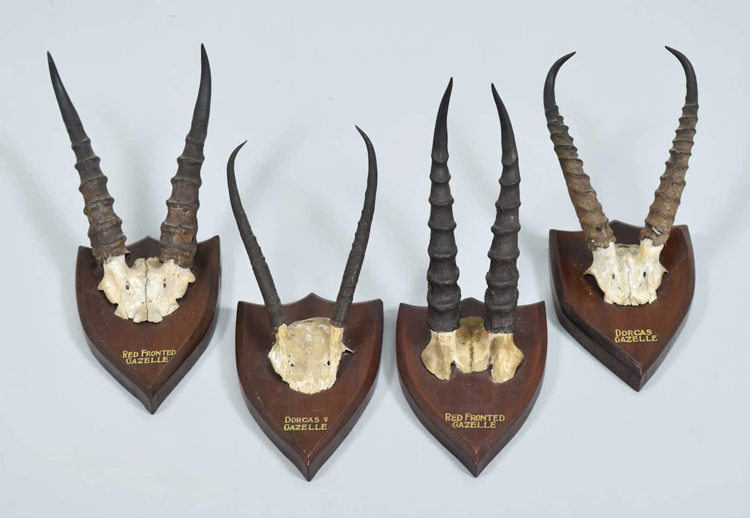 Antlers/Horns: A Pair of Red-fronted Gazelle and Dorcas Gazelle Horns