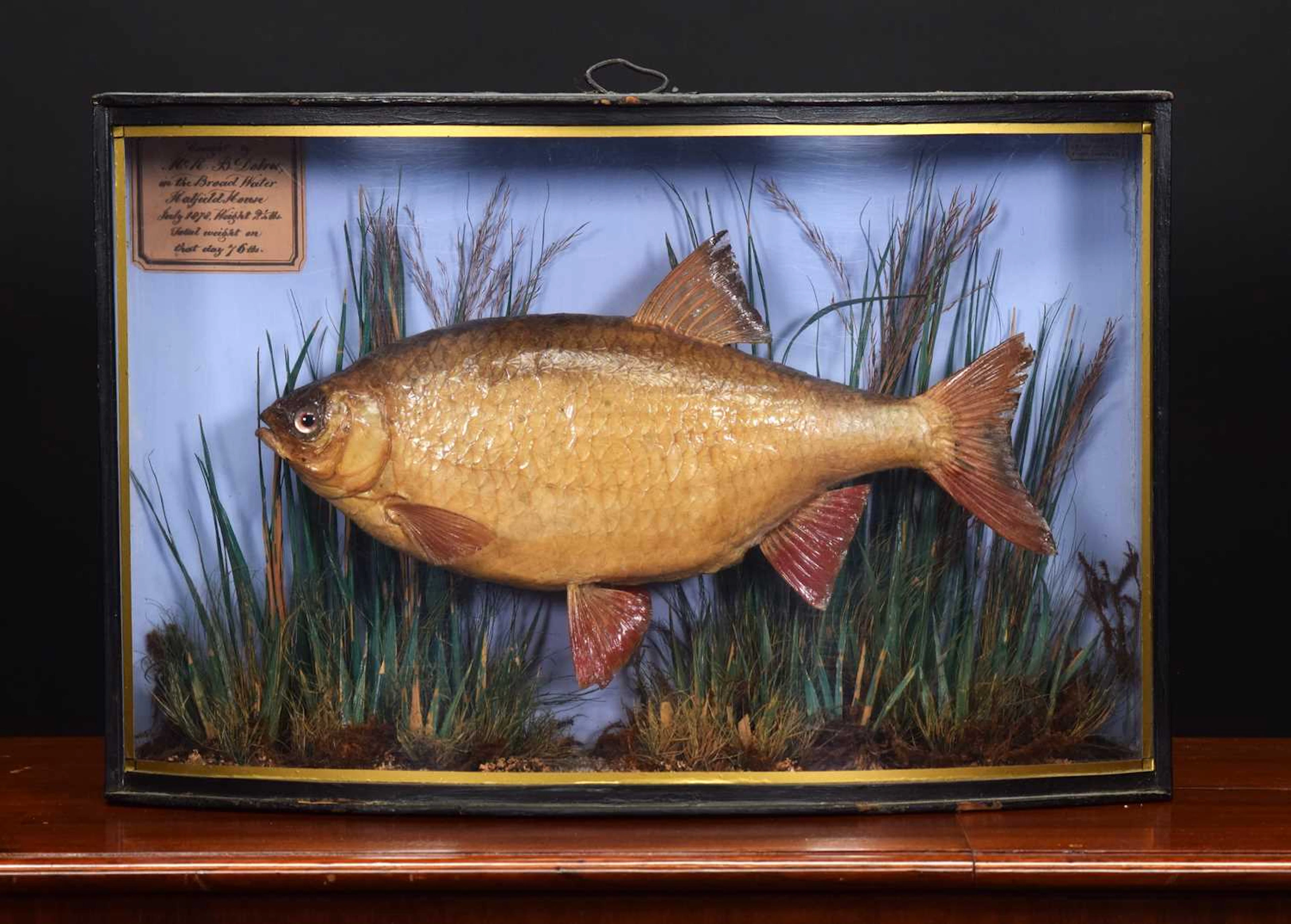Taxidermy: An Early Cased Common Rudd (Scardinius erythrophthalmus)