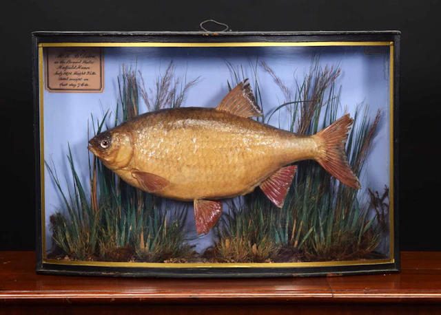 Taxidermy: An Early Cased Common Rudd (Scardinius erythrophthalmus)