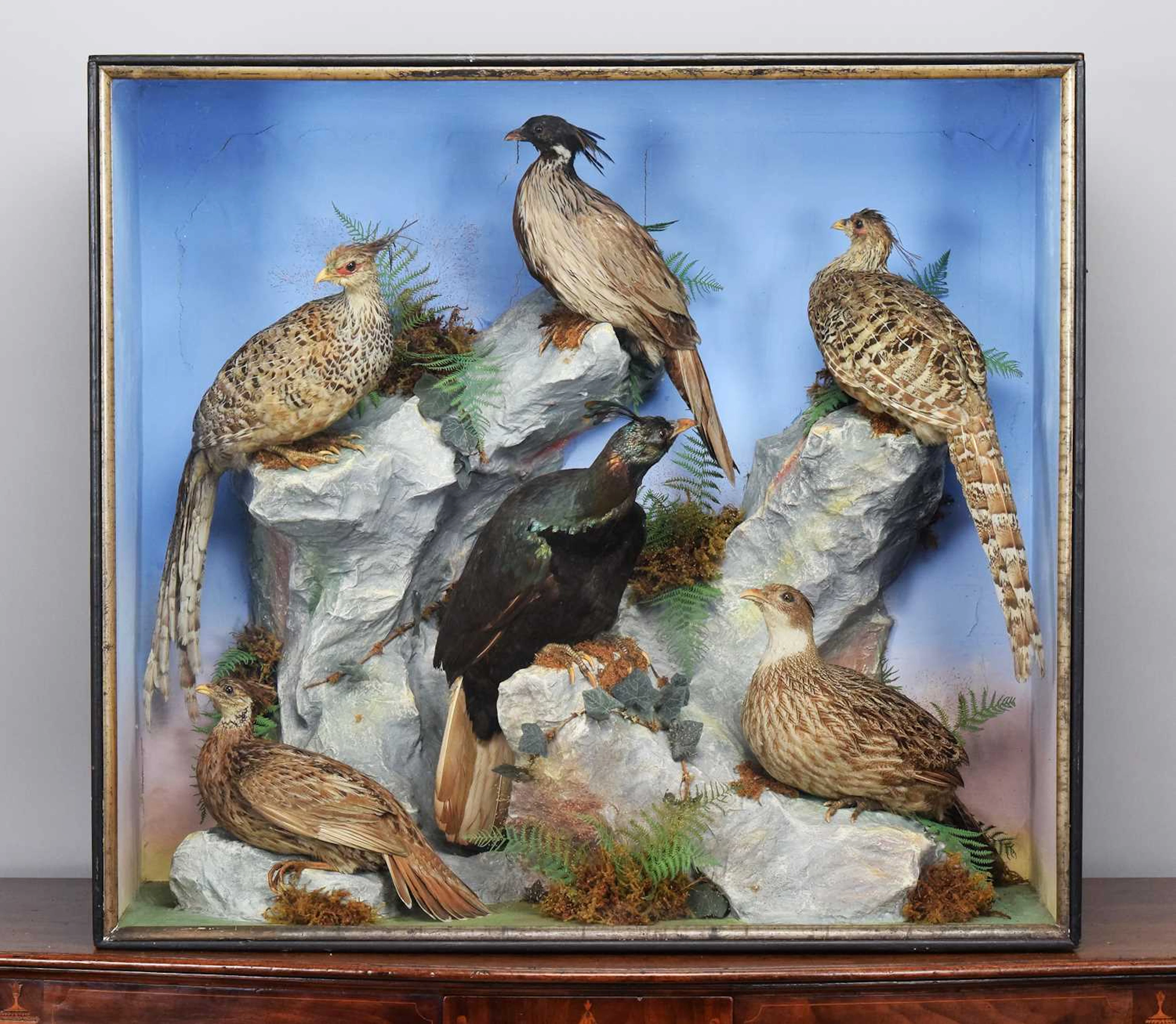 Taxidermy: A Large Late Victorian Diorama of Asian Pheasants, dated