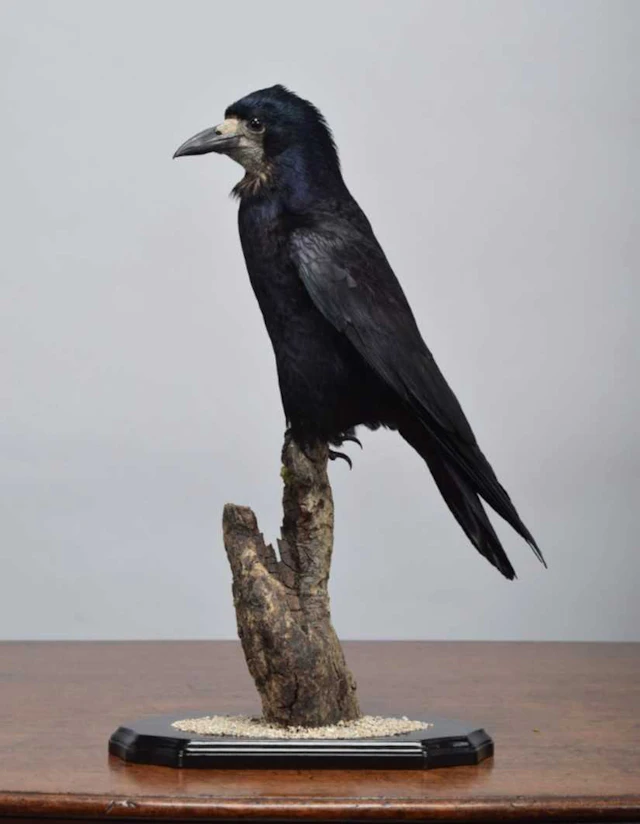 Taxidermy: A Common Rook (Corvus frugilegus), dated 2026, by A.J.