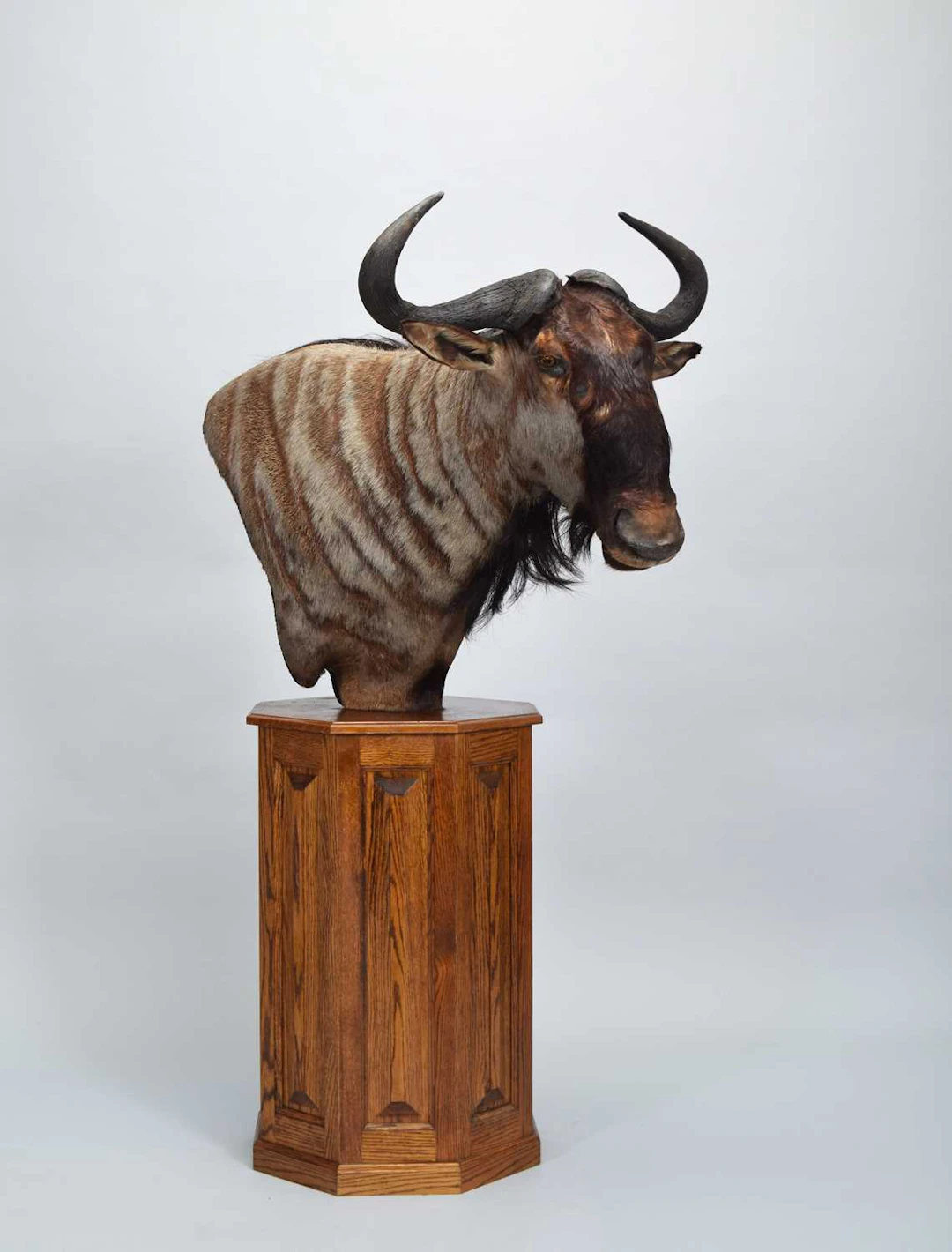 Taxidermy: Blue Wildebeest or Brindle Gnu Pedestal Mount (Connochaetes