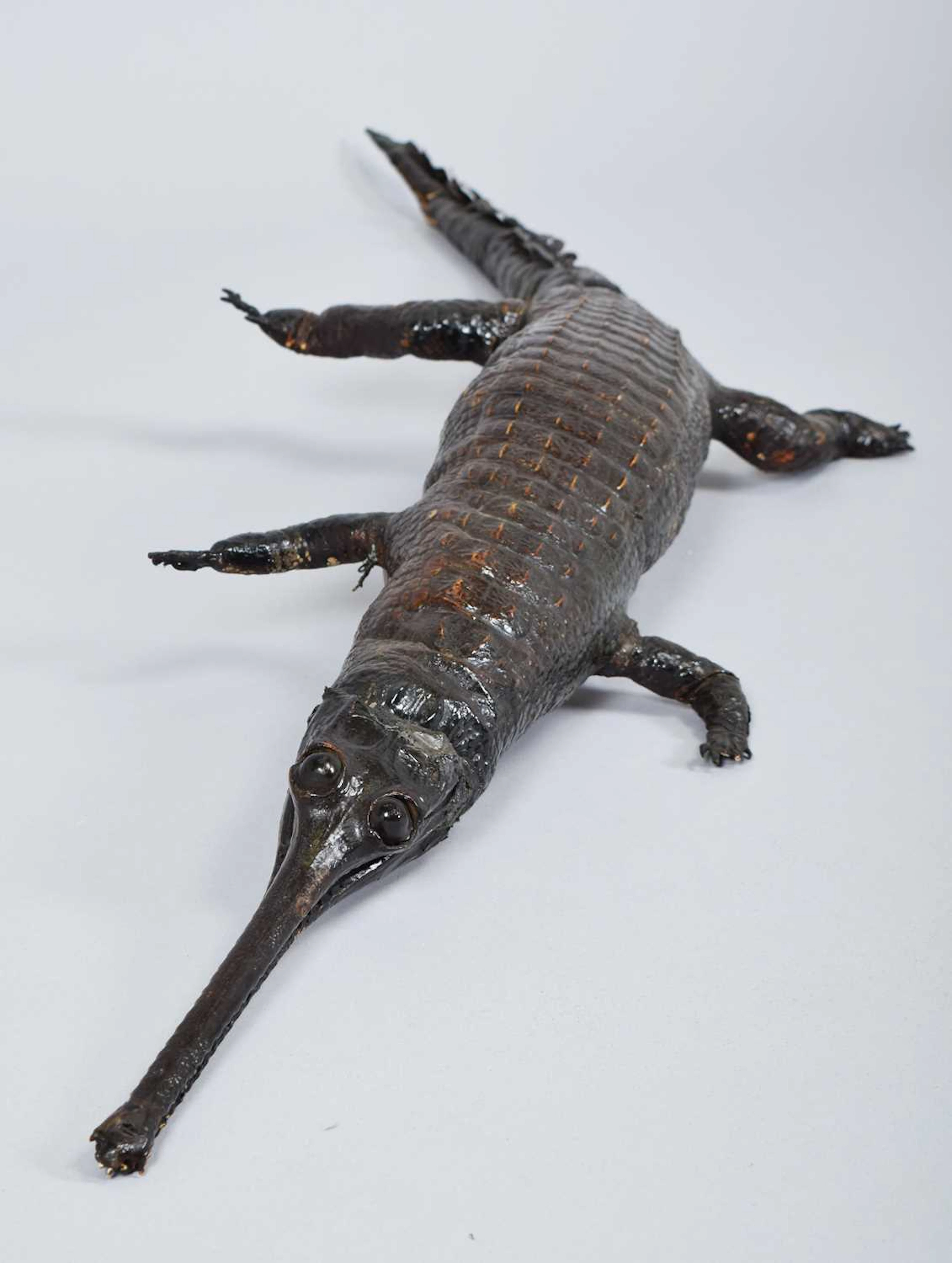 Taxidermy: A Late Victorian Gharial Crocodile (Gavialis gangeticus)