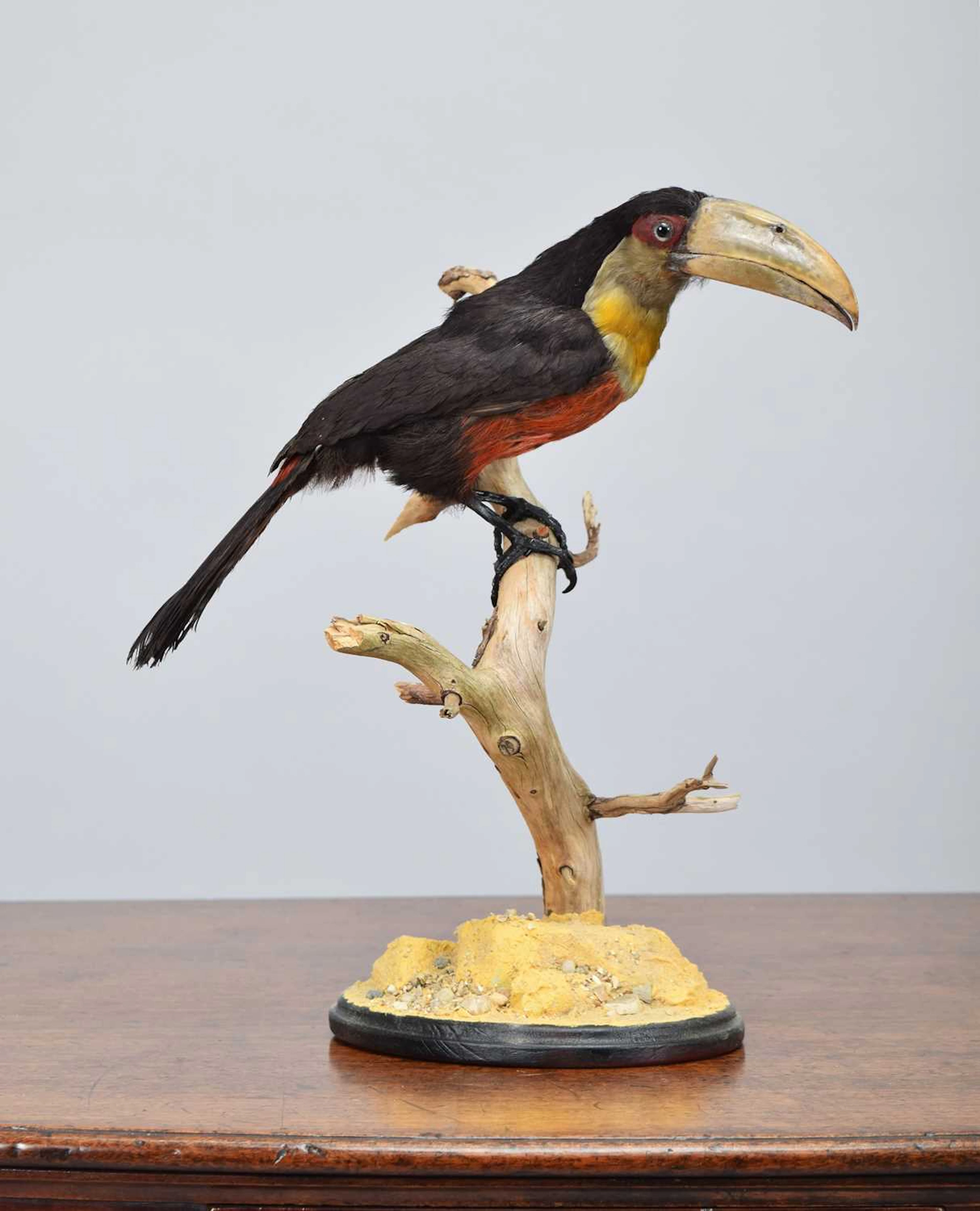 Taxidermy: A Late Victorian Red-breasted Toucan (Ramphastos dicolorus)