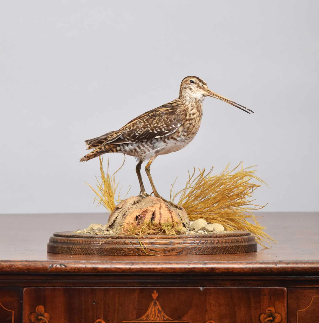 Taxidermy: Common Snipe (Gallinago gallinago), modern, by Gary Tatterton